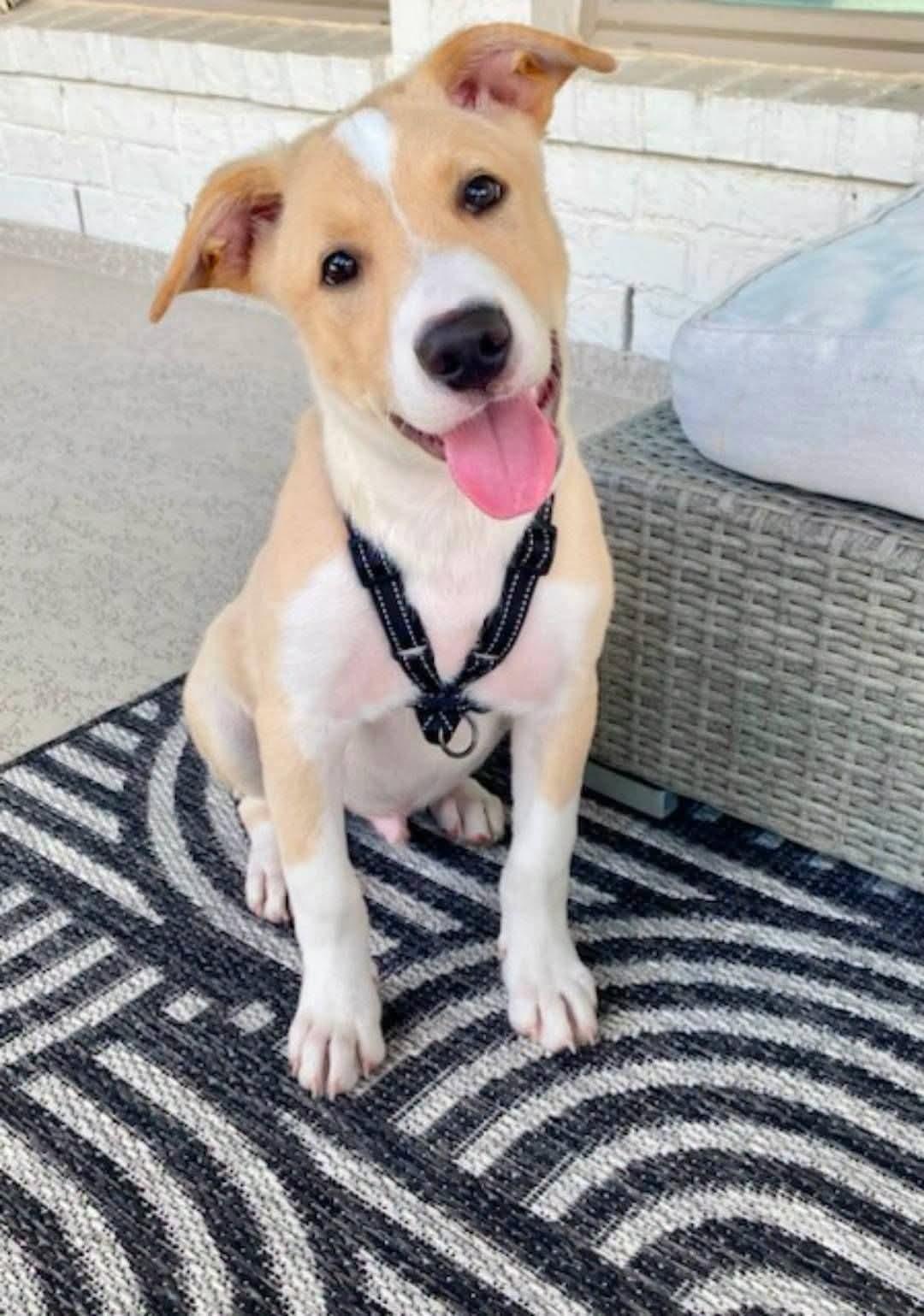 Enlarge Freddie, a ADOPTABLE mixed breed in Cypress, TX image 2/5