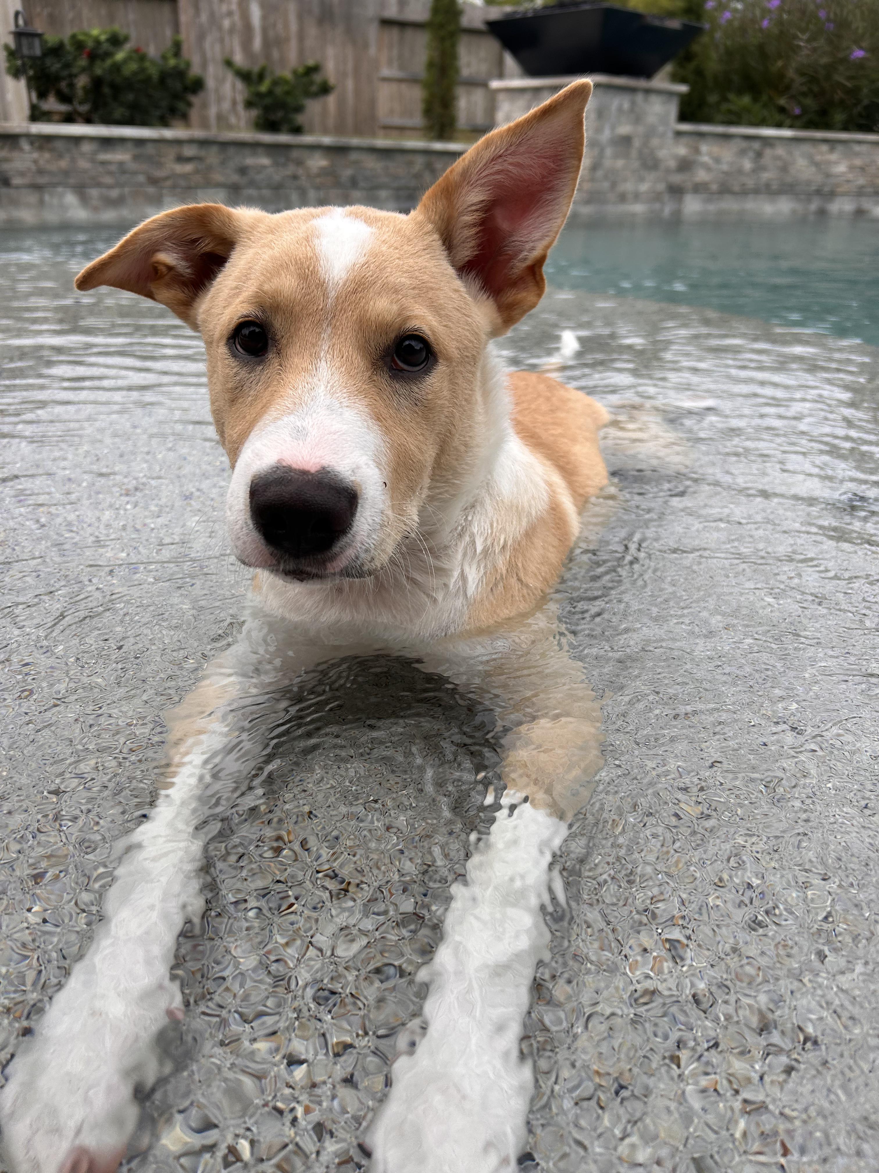 Freddie, ADOPTABLE, Puppy Male Husky.