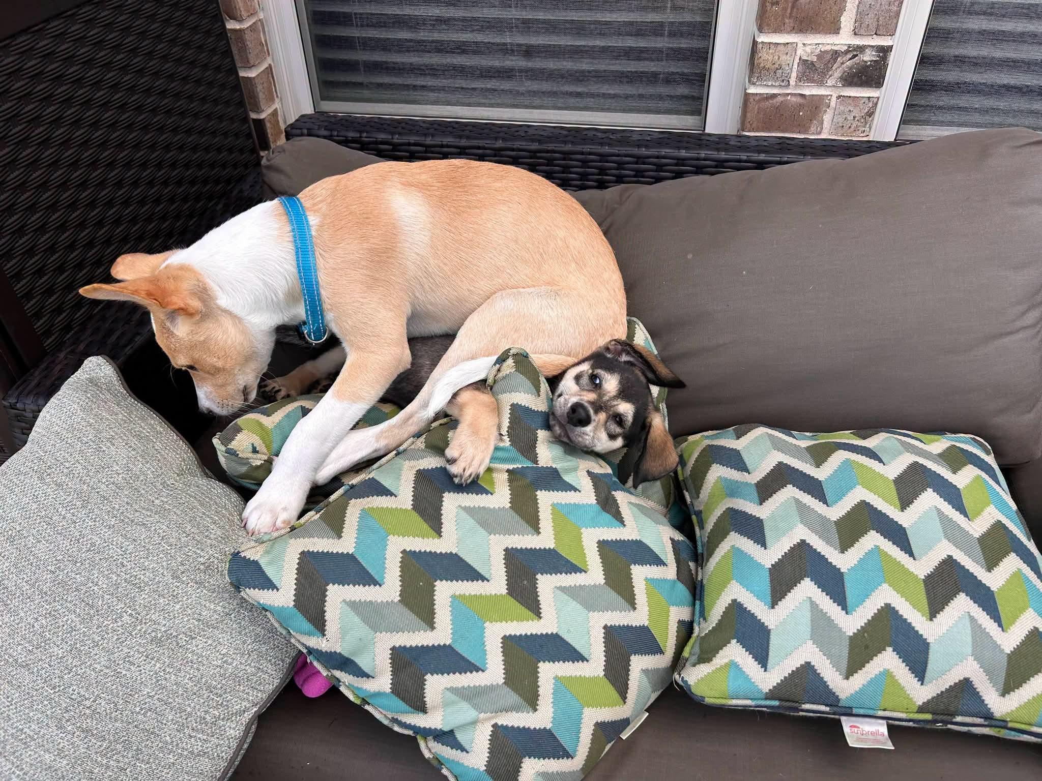 Enlarge Freddie, a ADOPTABLE mixed breed in Cypress, TX image 3/5