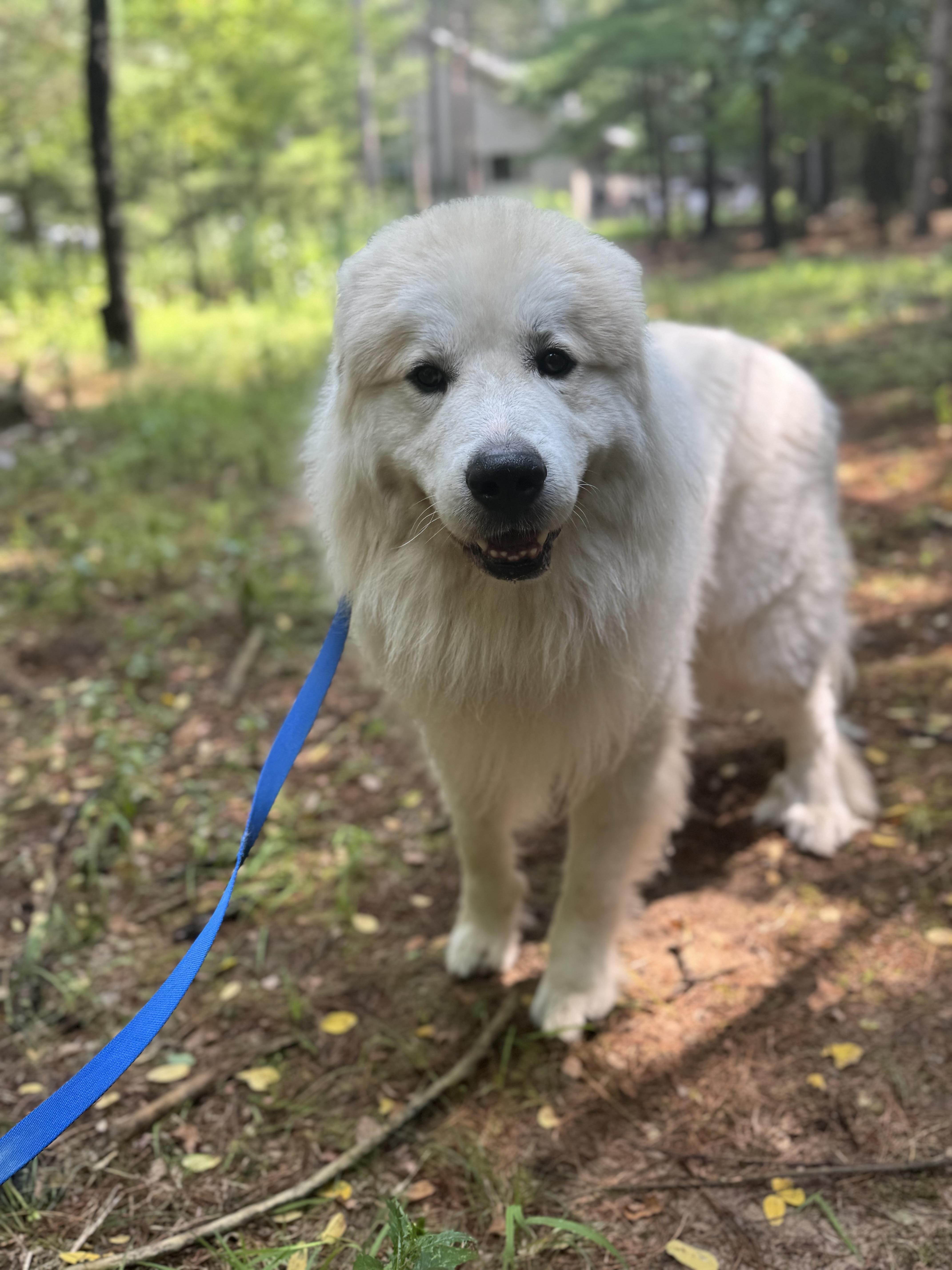 Enlarge Oakley, a Adopted Great Pyrenees in Neshkoro, WI image 3/3