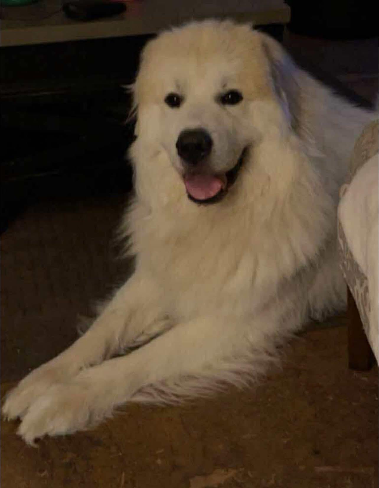 Enlarge Oakley, a Adopted Great Pyrenees in Neshkoro, WI image 1/3