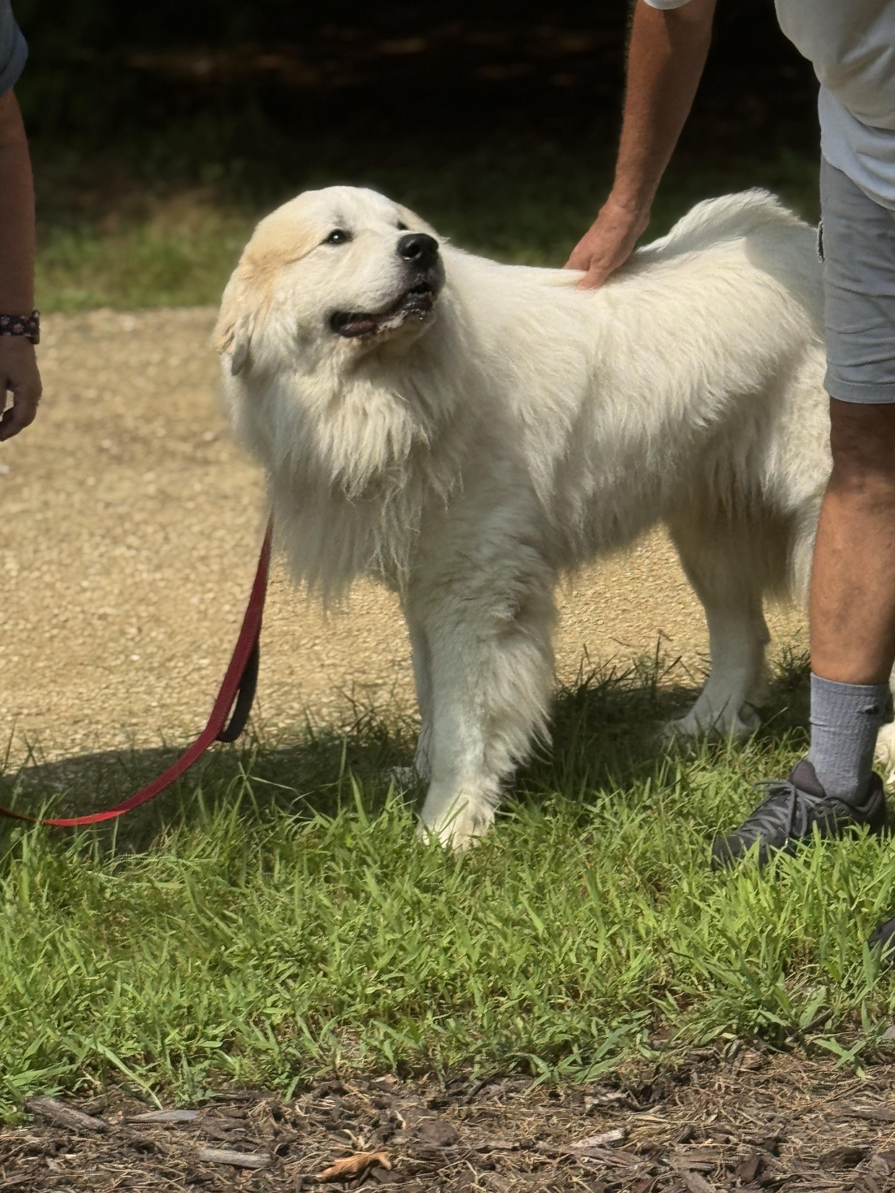 Enlarge Oakley, a Adopted Great Pyrenees in Neshkoro, WI image 2/3