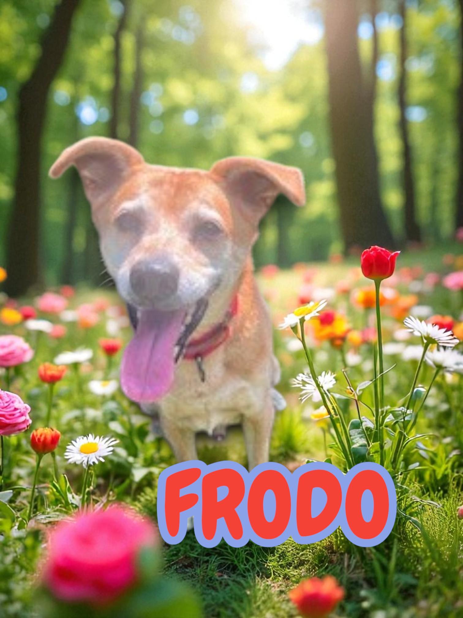 Frodo