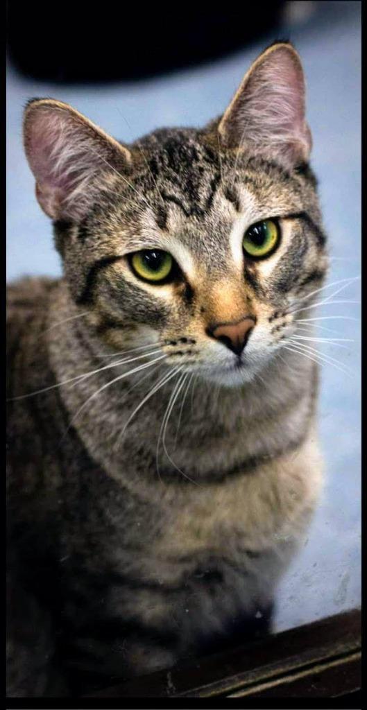 Alvin, Adoptable, Adult Male Domestic Short Hair.