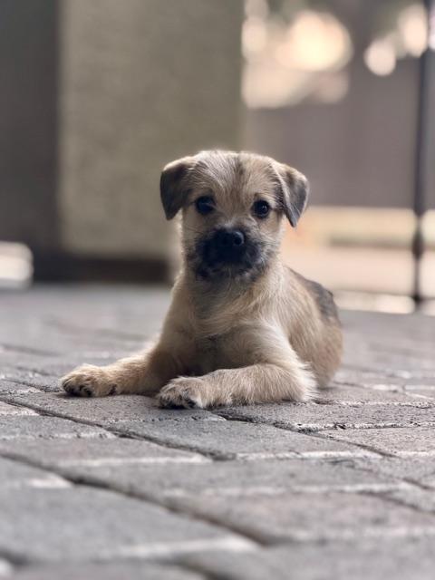 Enlarge Marvel, a Adoptable mixed breed in Henderson, NV image 1/2