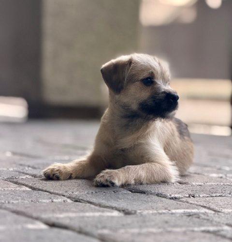 Marvel, Adoptable, Puppy Male Pug & Jack Russell Terrier.