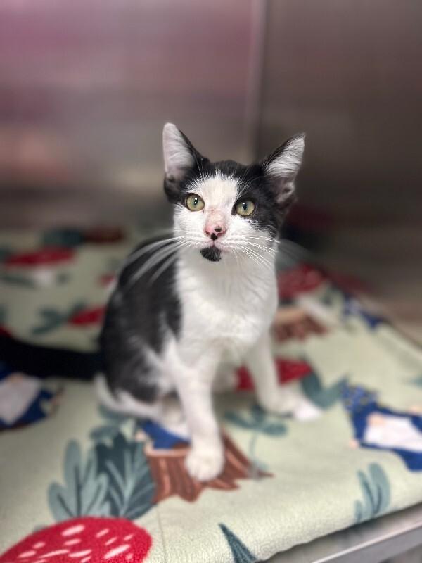 Elizabeth, Adoptable, Young Female Domestic Short Hair.