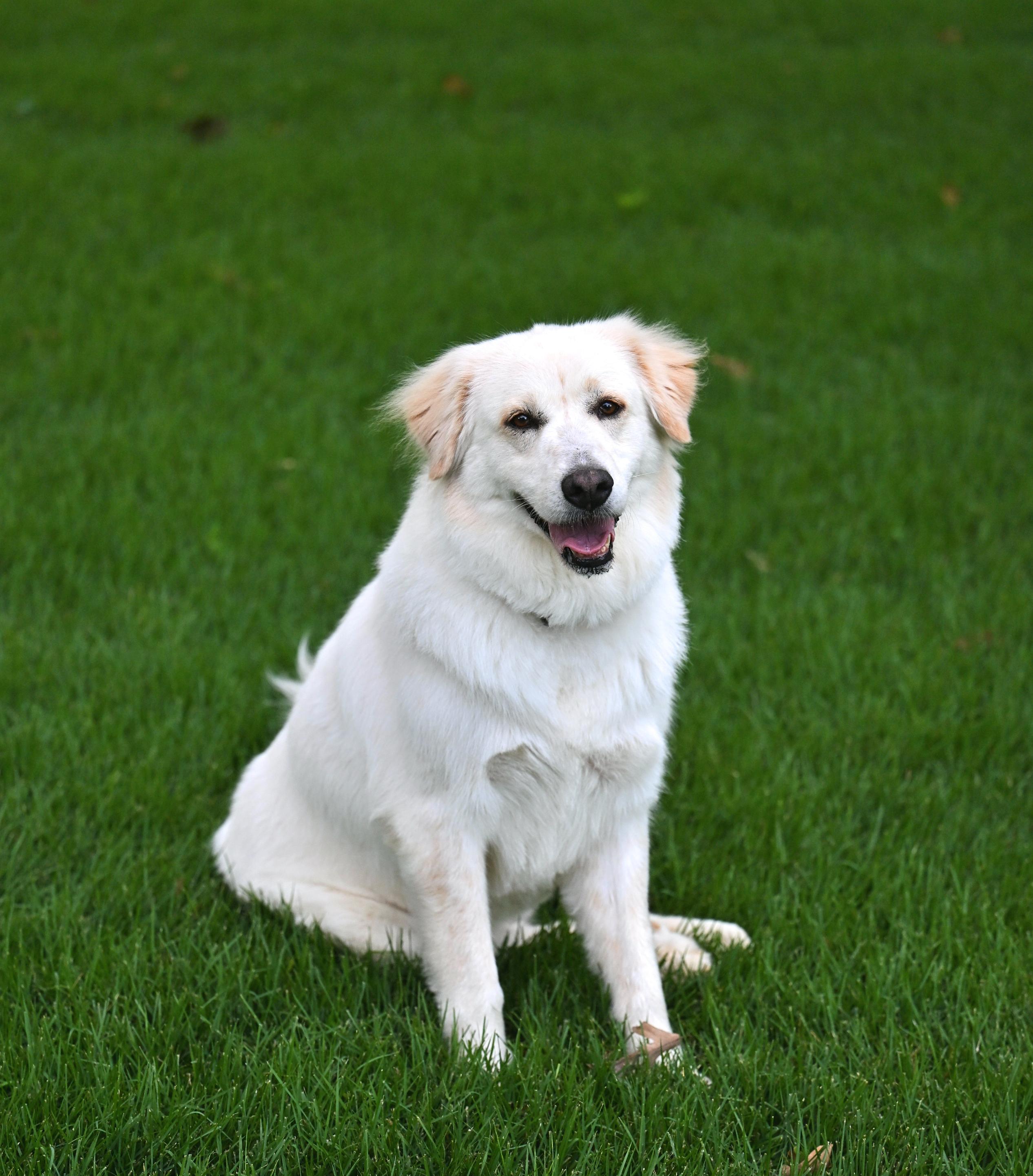 GRACIE - easy-going girl, adoptable, Young Female Great Pyrenees & Mixed Breed.