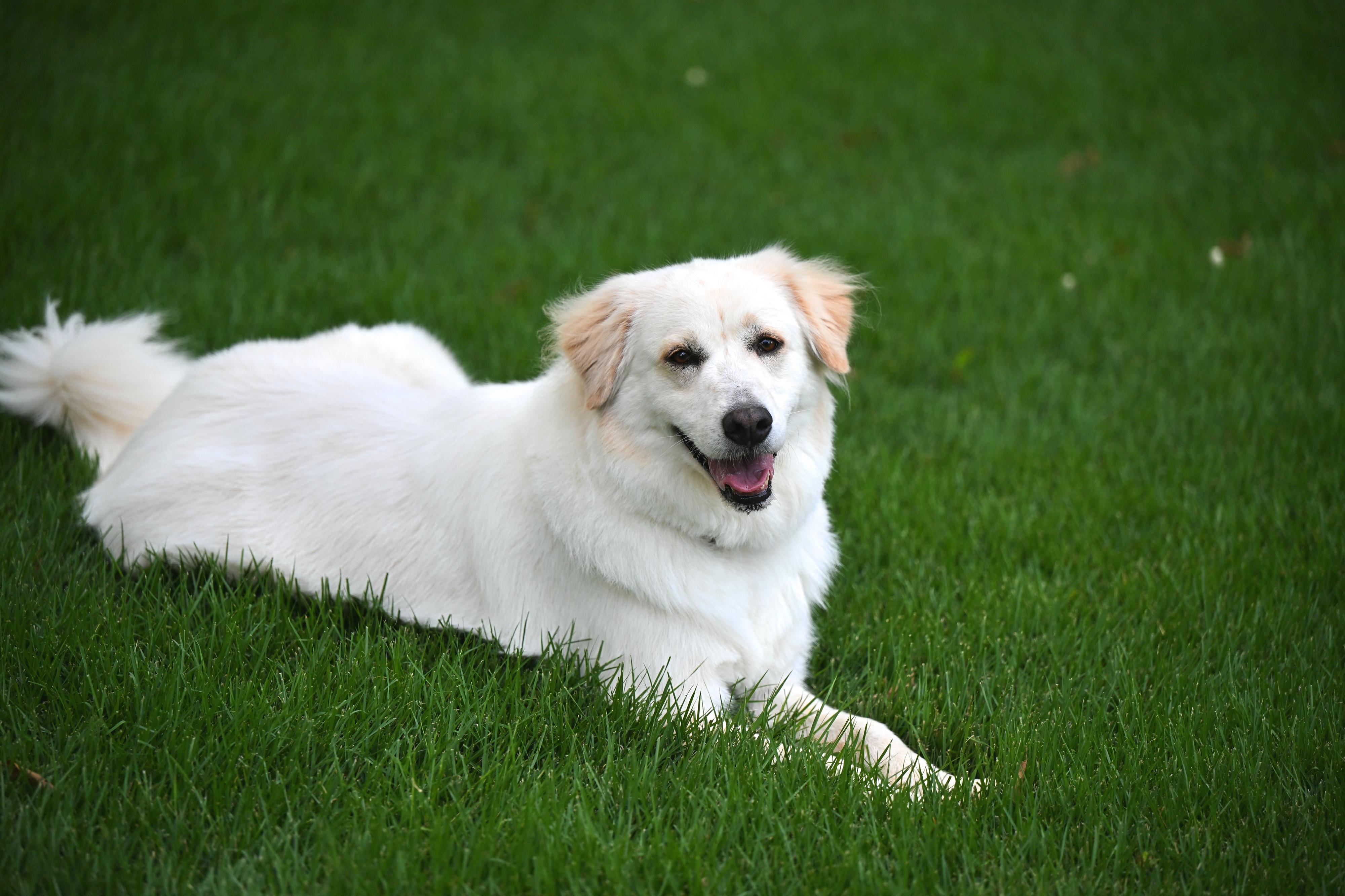 GRACIE - easy-going girl, an adoptable mixed breed in Laconia, NH image 5/6