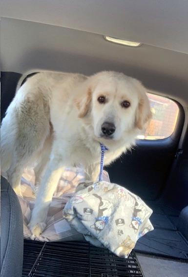 GRACIE - easy-going girl, an adoptable mixed breed in Laconia, NH image 3/6