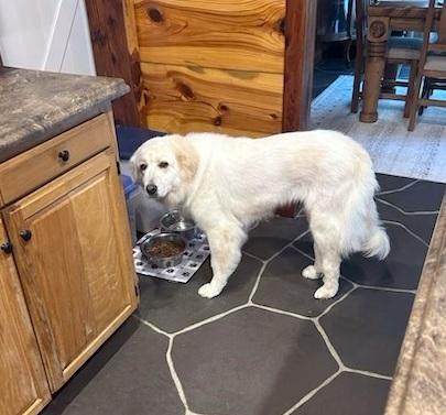 GRACIE - easy-going girl, an adoptable mixed breed in Laconia, NH image 2/6