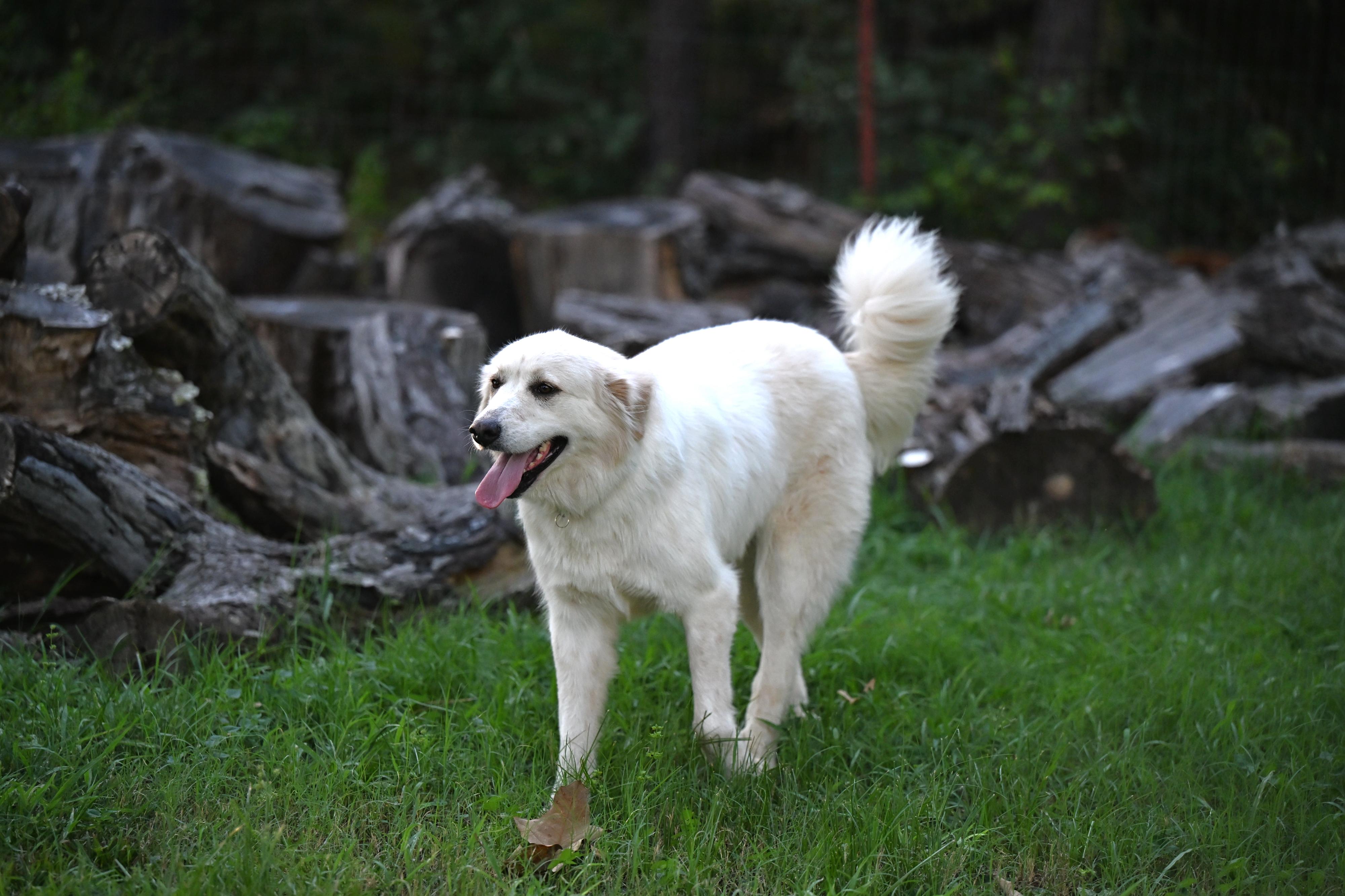 GRACIE - easy-going girl, an adoptable mixed breed in Laconia, NH image 6/6