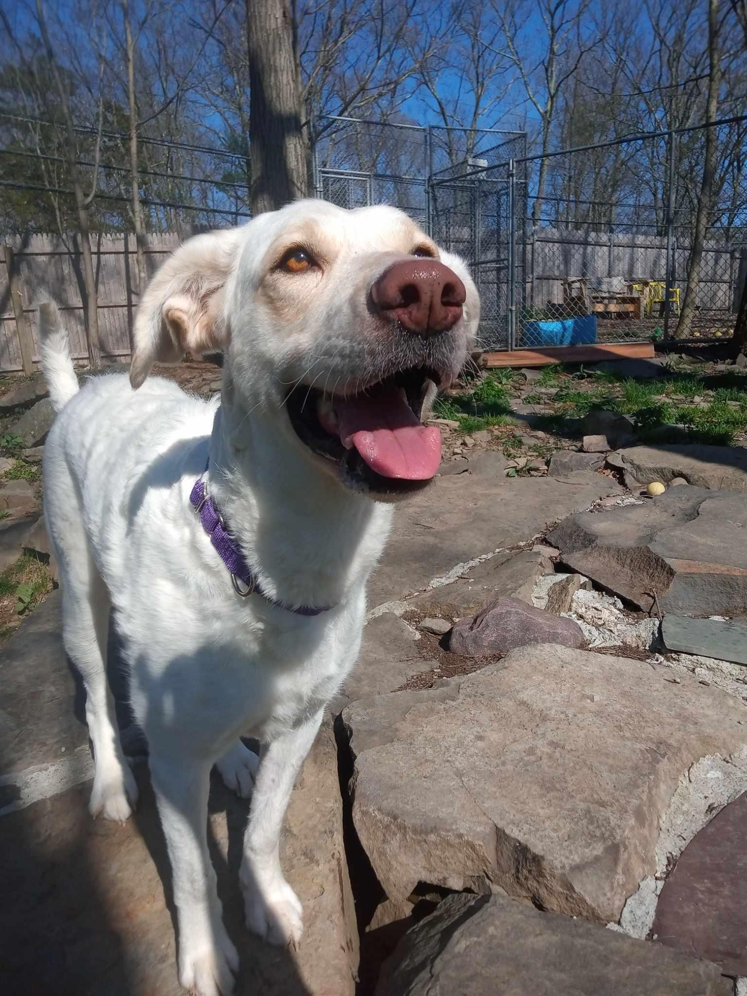 Arya, Adult Female Goldendoodle