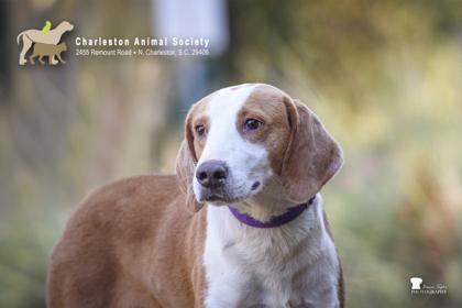 Enlarge 90254a Mr. Nutcracker, a Adoptable mixed breed in North Charleston, SC image 1/3