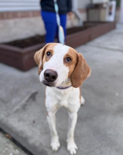 Enlarge 90254a Mr. Nutcracker, a Adoptable mixed breed in North Charleston, SC image 2/3