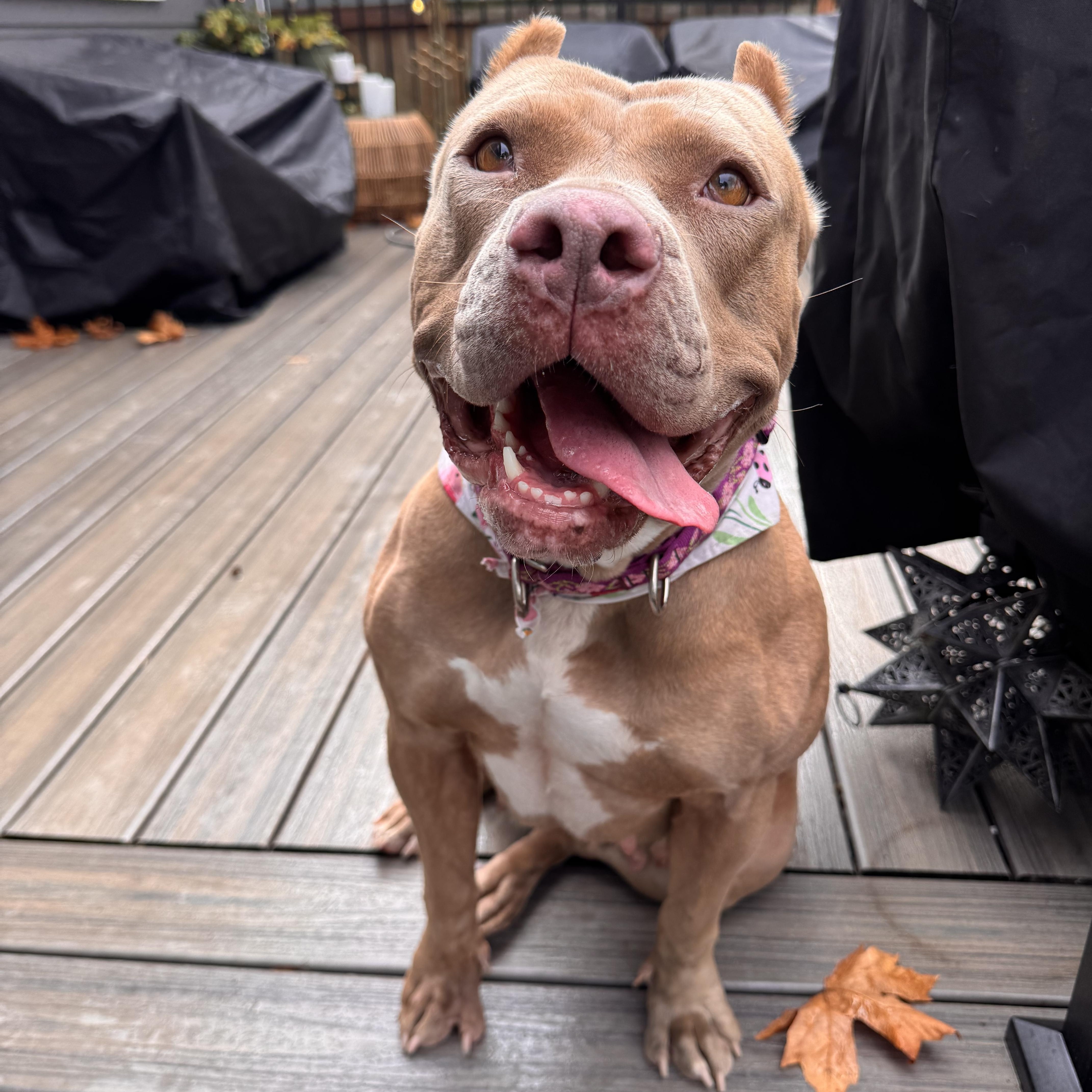 Carmela, Adoptable, Adult Female American Bully.