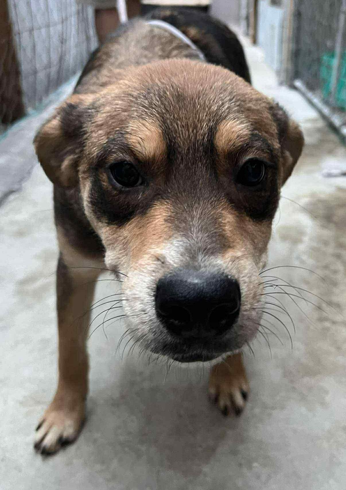 Chocolata, Adoptable, Young Female Terrier.