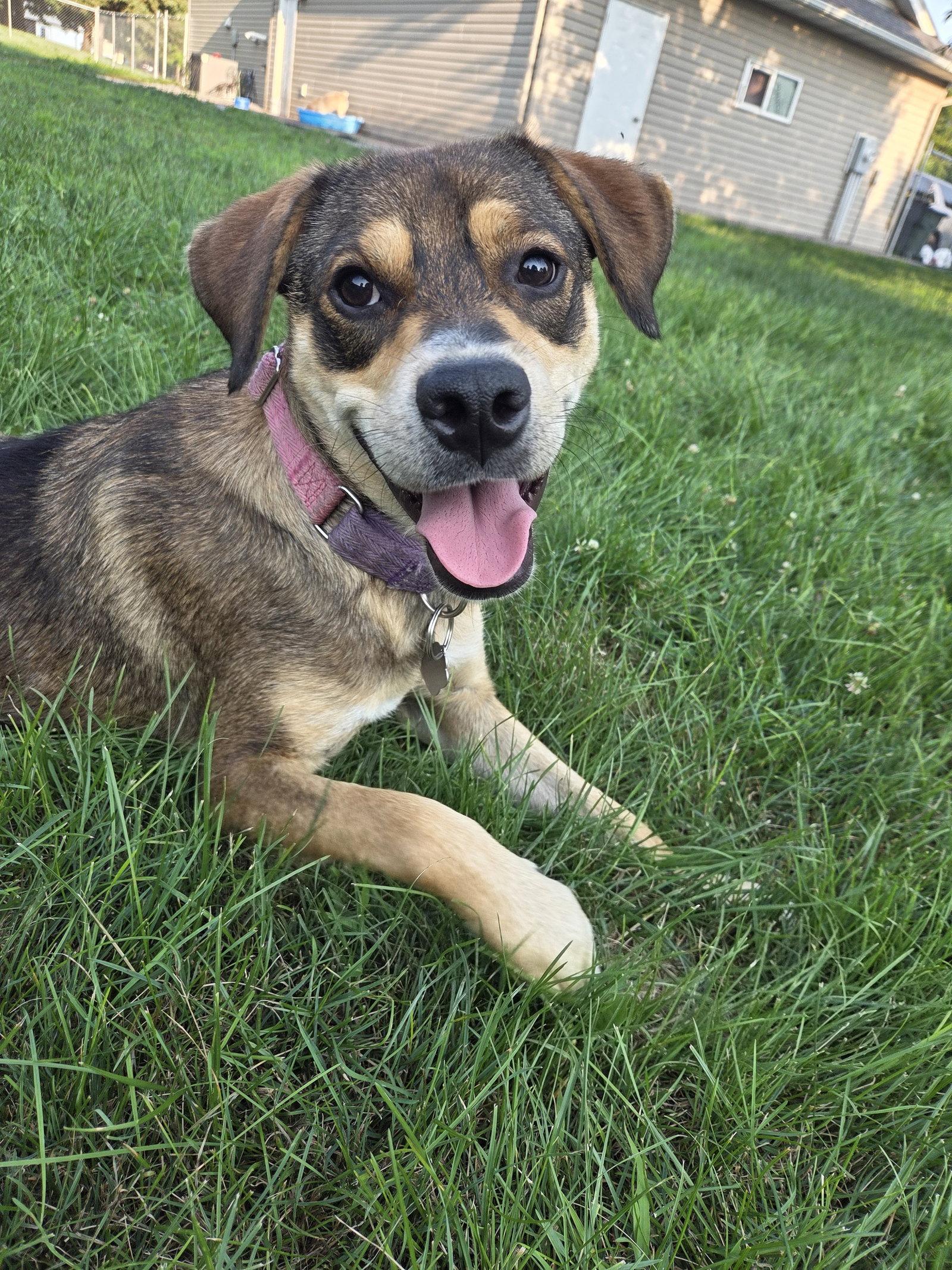 Enlarge Cocoa, a Adoptable mixed breed in Crystal, MN image 2/3