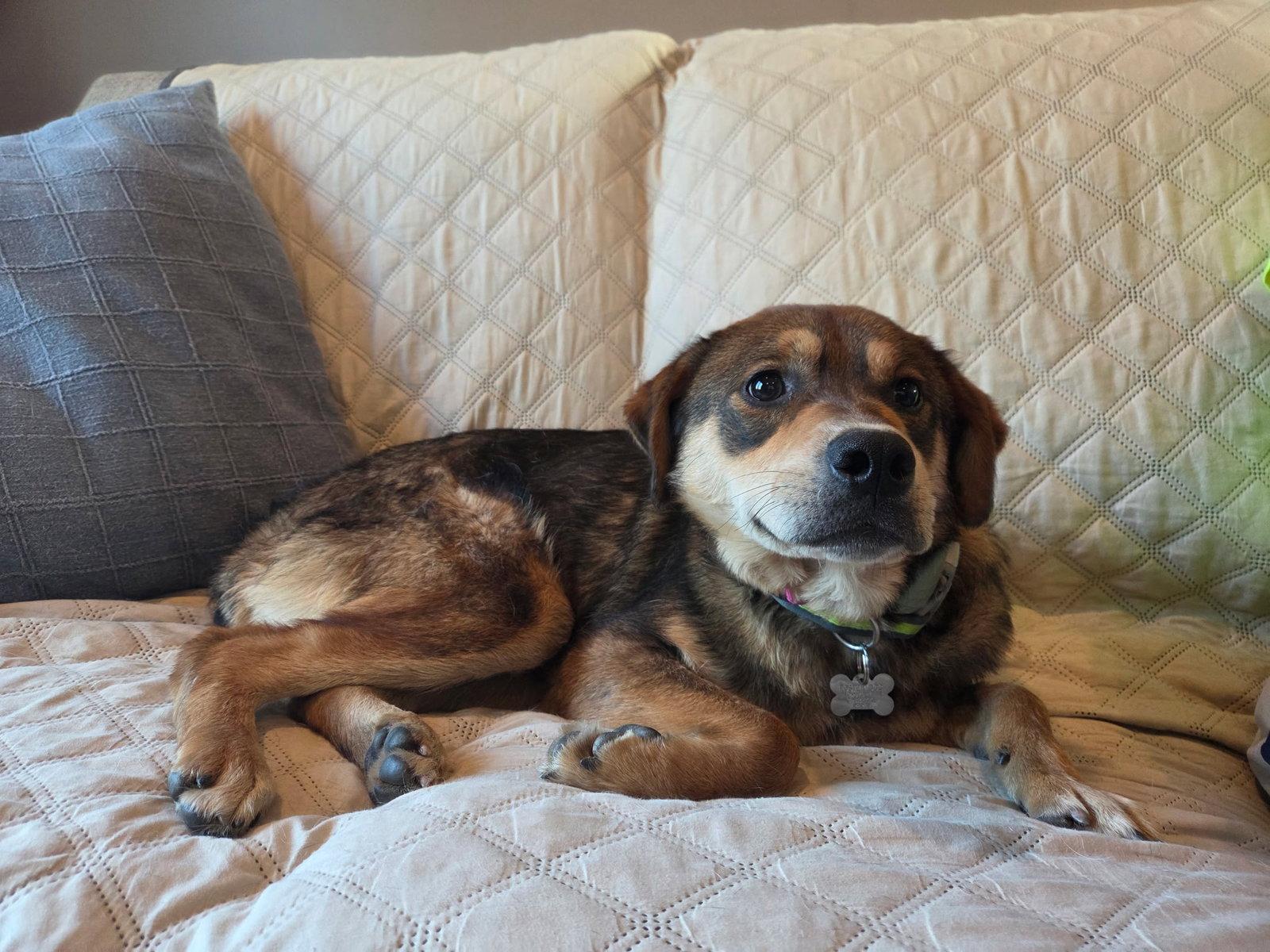 Chocolata, a Adoptable Terrier in Crystal, MN image 3/3