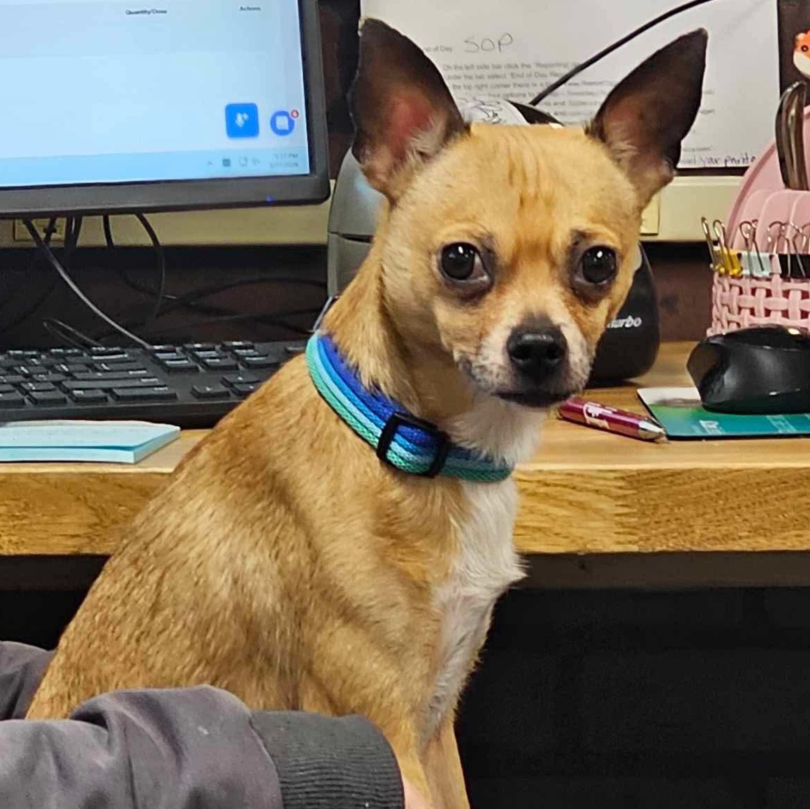 Fred, Adoptable, Young Male Chihuahua.