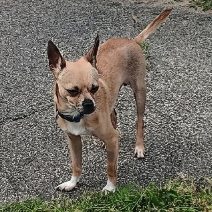 Enlarge Fred, a Adoptable Chihuahua in Kentwood, MI image 2/2