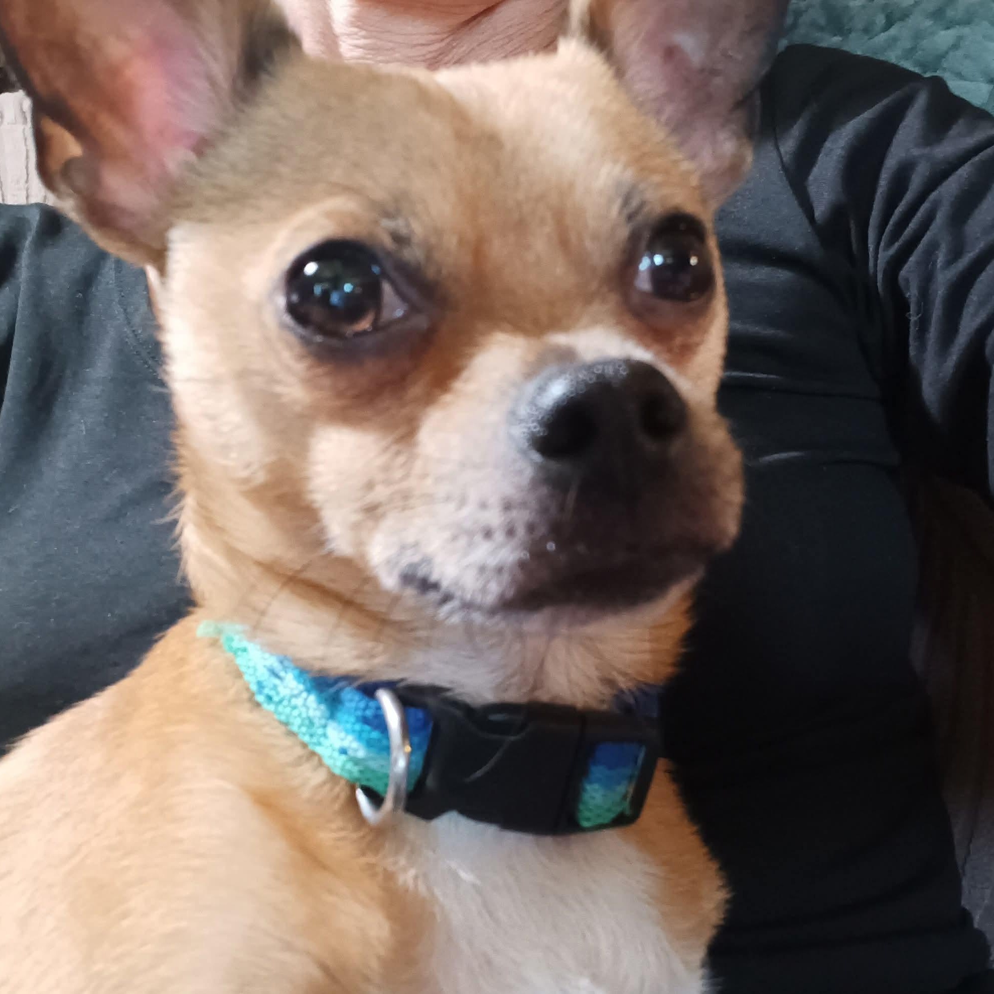 Fred, Adoptable, Young Male Chihuahua.