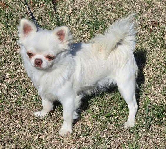 NIKKO, ADOPTABLE, Adult Male Chihuahua.