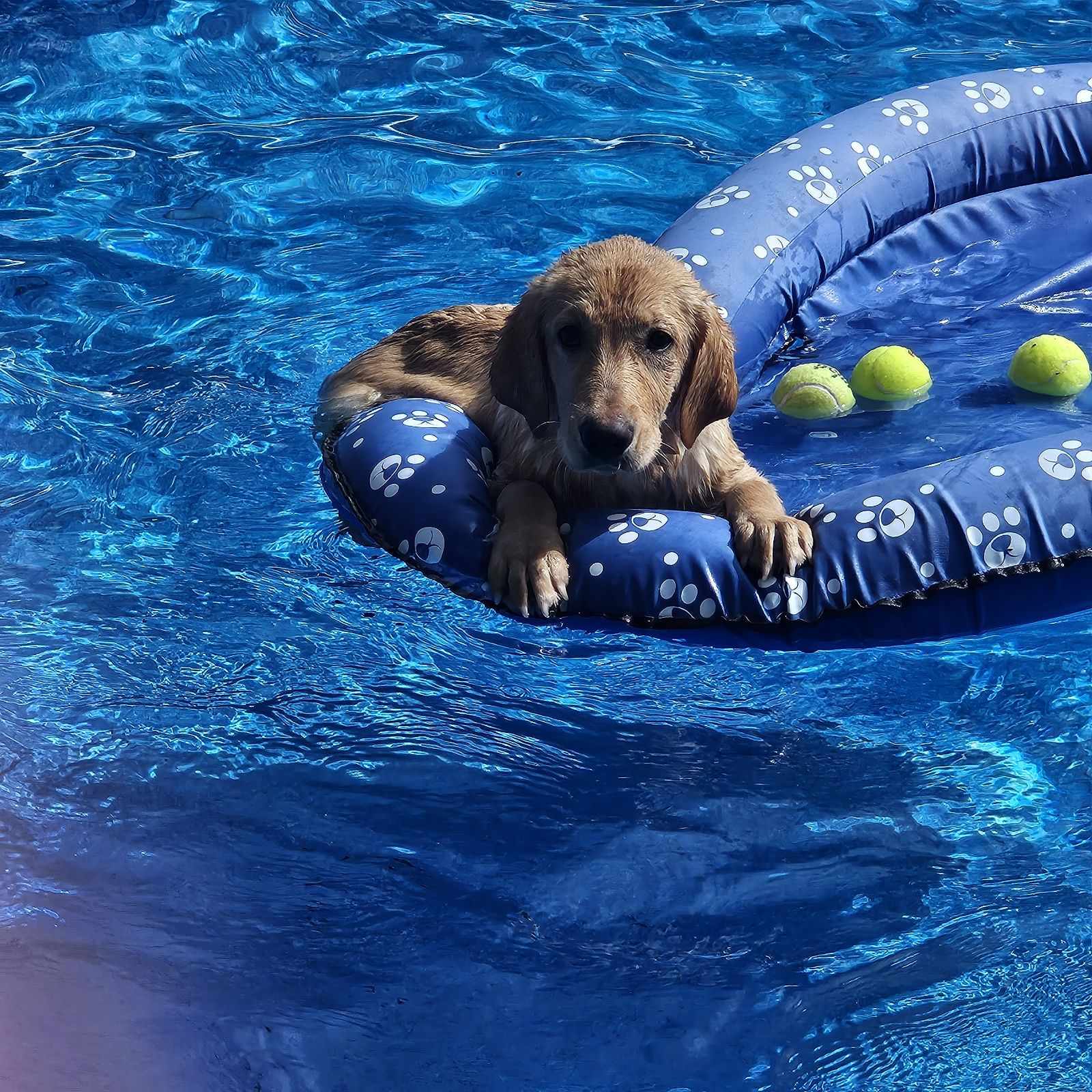 DOROTHY-ADOPTED!!!, Adopted, Puppy Female Yellow Labrador Retriever & Golden Retriever.
