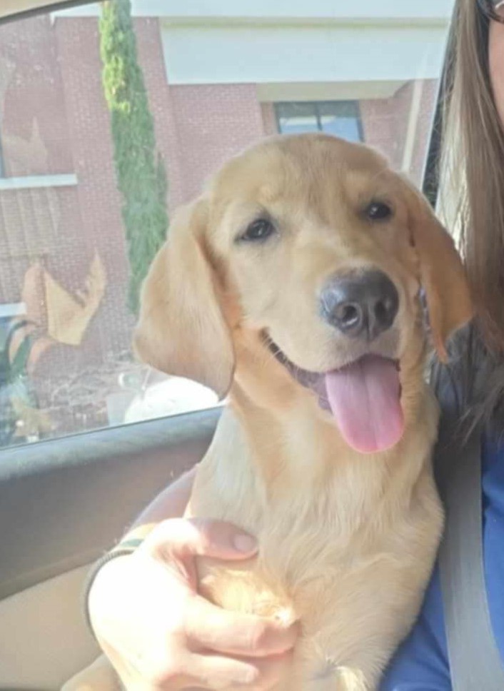 Enlarge DOROTHY-ADOPTED!!!, a Adopted mixed breed in North Granby, CT image 2/4