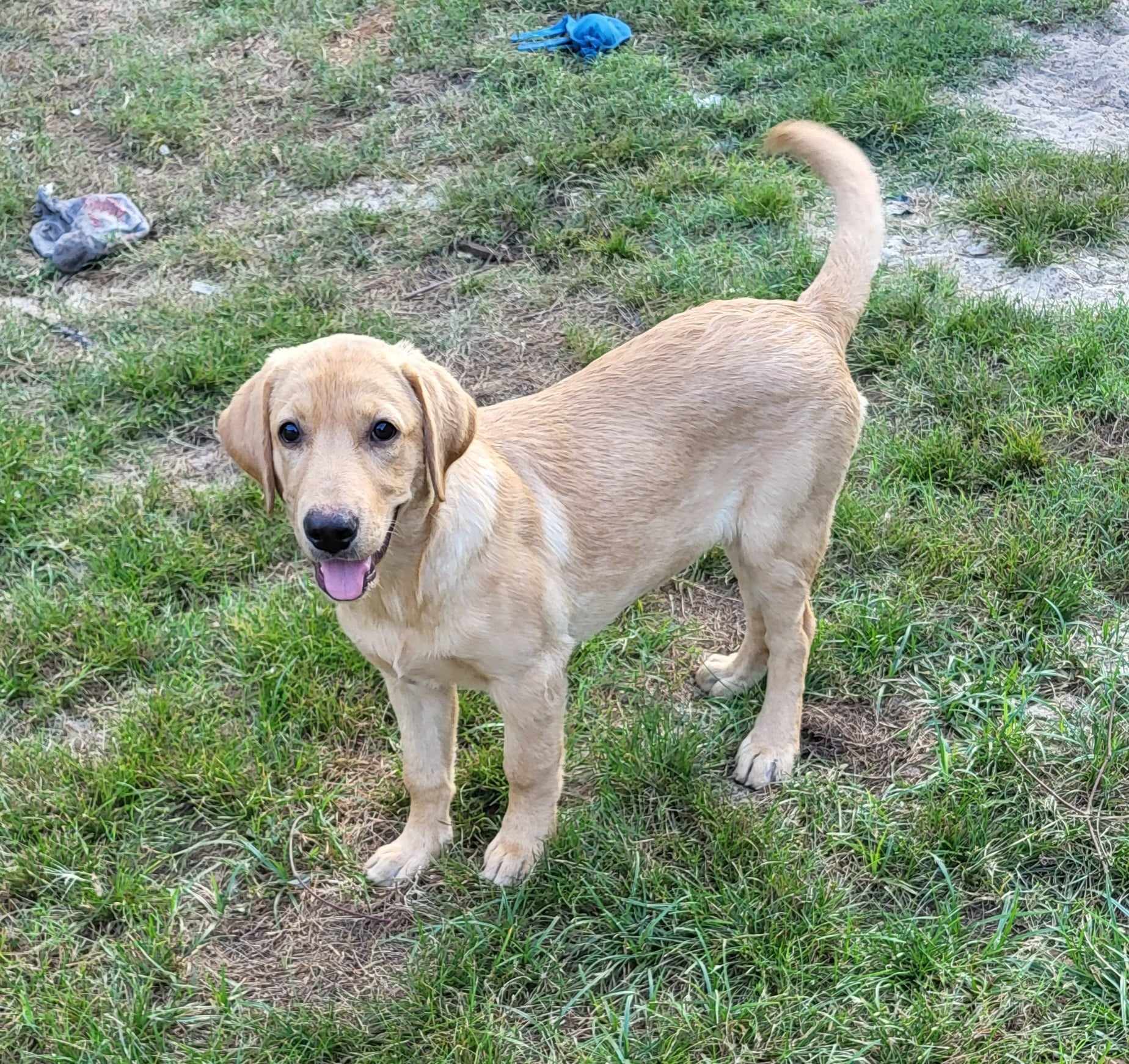 Enlarge DOROTHY-ADOPTED!!!, a Adopted mixed breed in North Granby, CT image 4/4