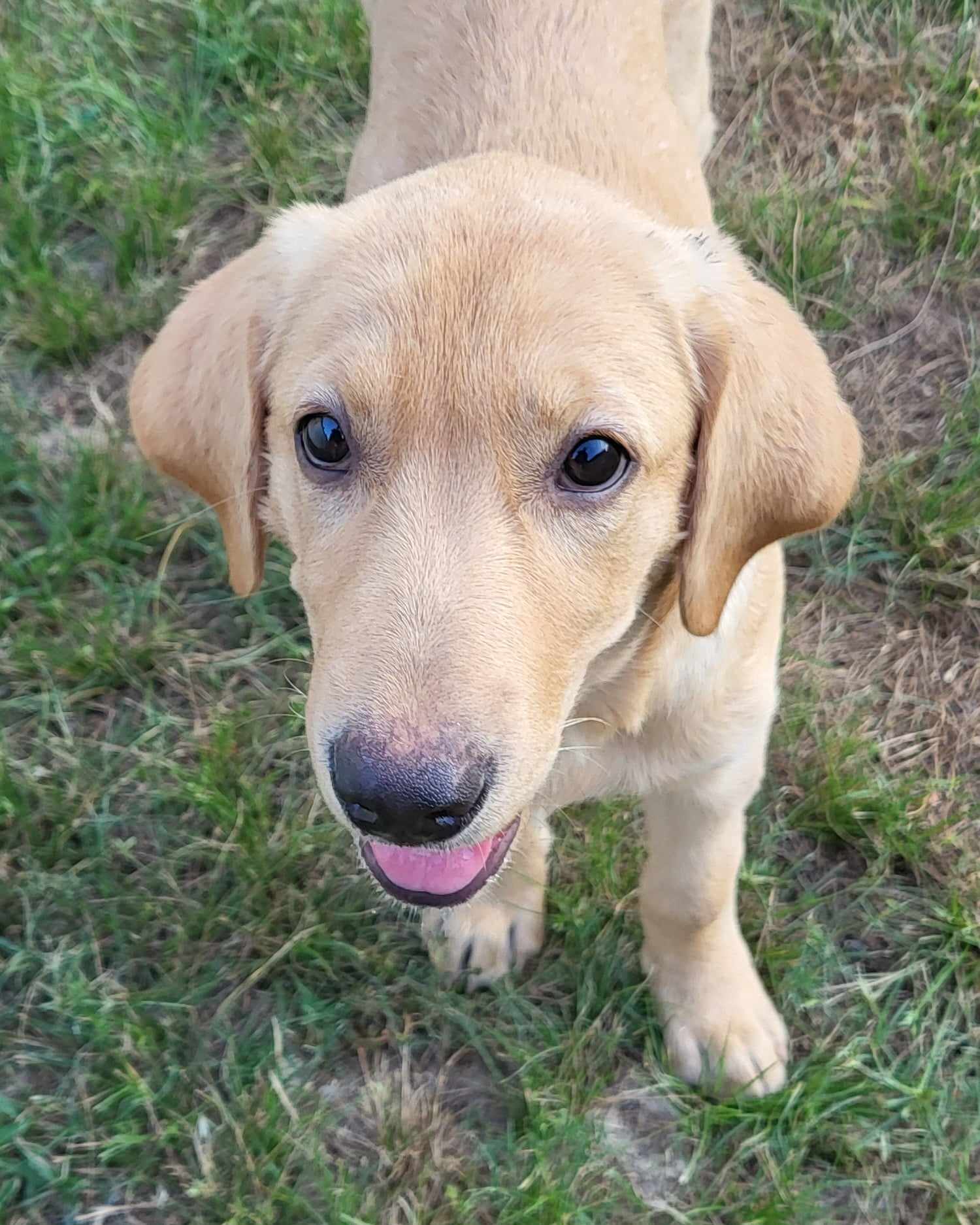 Enlarge DOROTHY-ADOPTED!!!, a Adopted mixed breed in North Granby, CT image 3/4