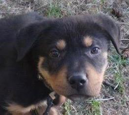 Meatball, a ADOPTABLE mixed breed in Polson, MT image 1/2