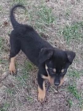 Meatball, a ADOPTABLE mixed breed in Polson, MT image 2/2