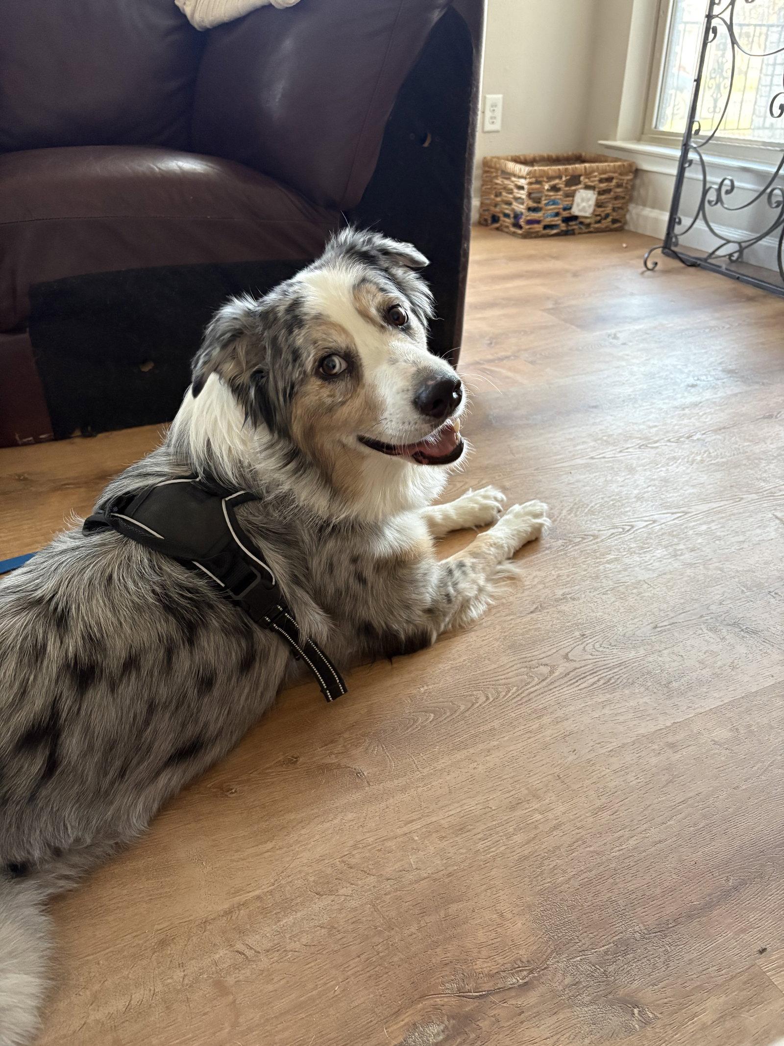 Enlarge Brody Blue, a Adoptable Australian Shepherd in Dallas, TX image 1/3