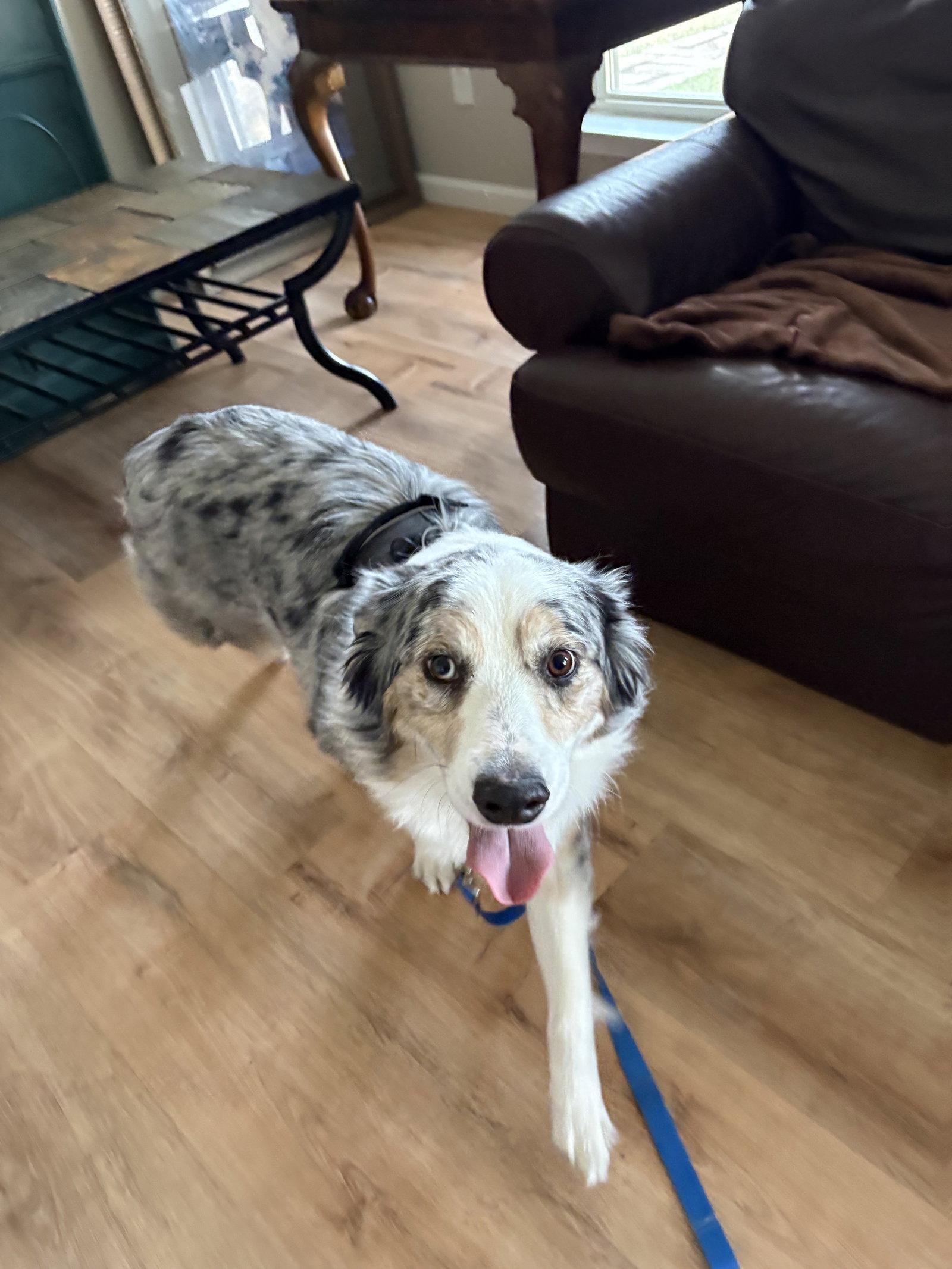 Enlarge Brody Blue, a Adoptable Australian Shepherd in Dallas, TX image 2/3