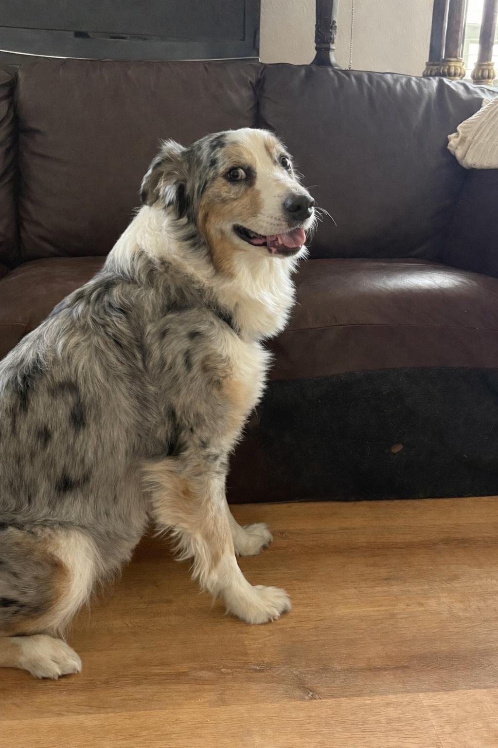 Enlarge Brody Blue, a Adoptable Australian Shepherd in Dallas, TX image 3/3