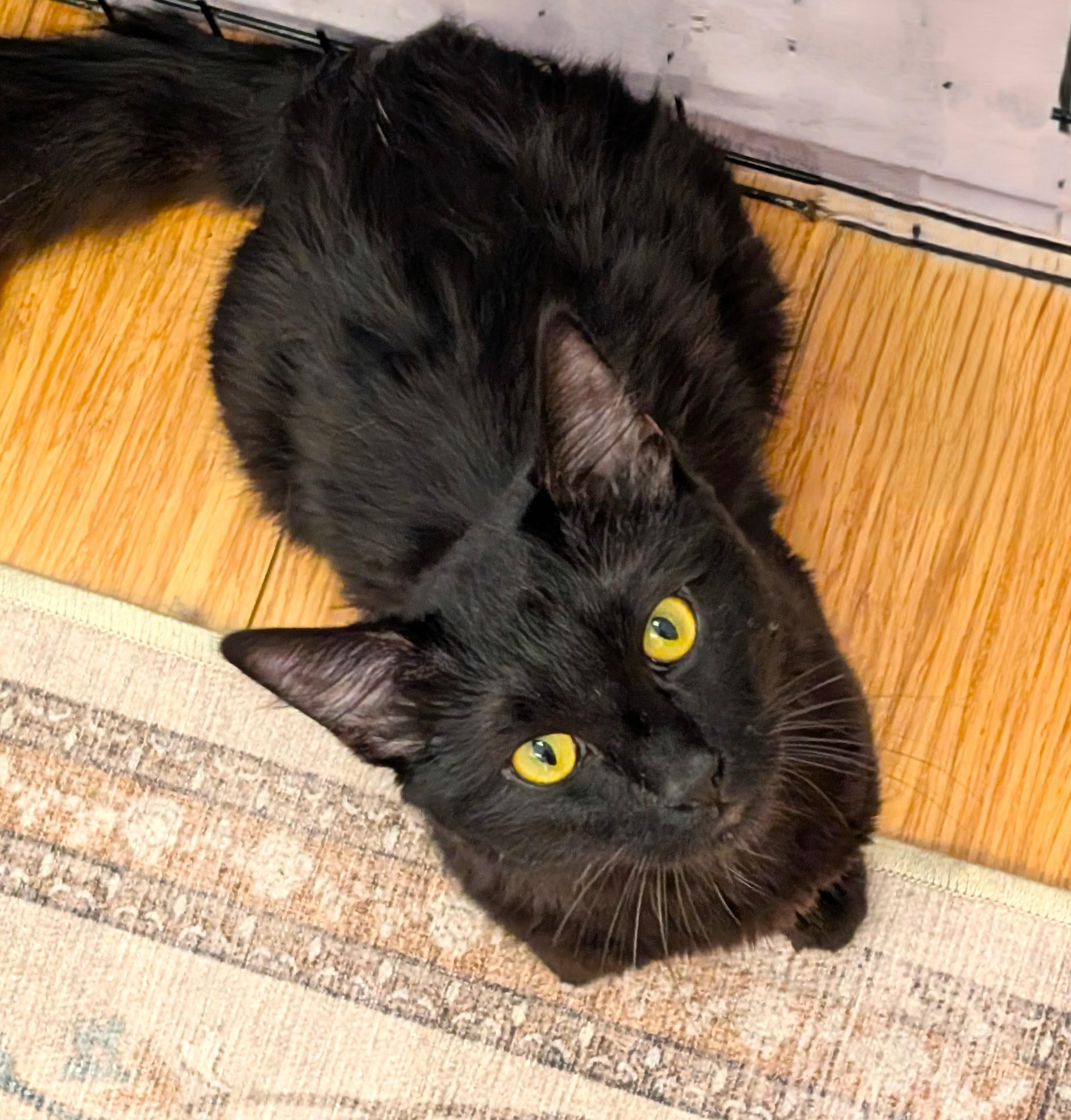 Binks, a Adoptable Domestic Medium Hair in San Diego, CA image 3/4