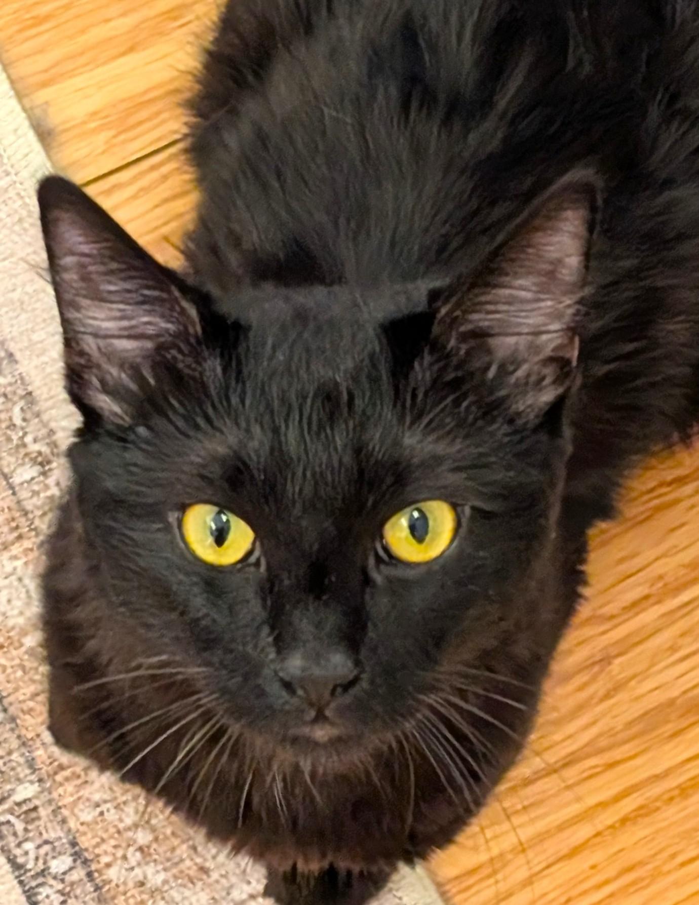 Binks, a Adoptable Domestic Medium Hair in San Diego, CA image 2/4