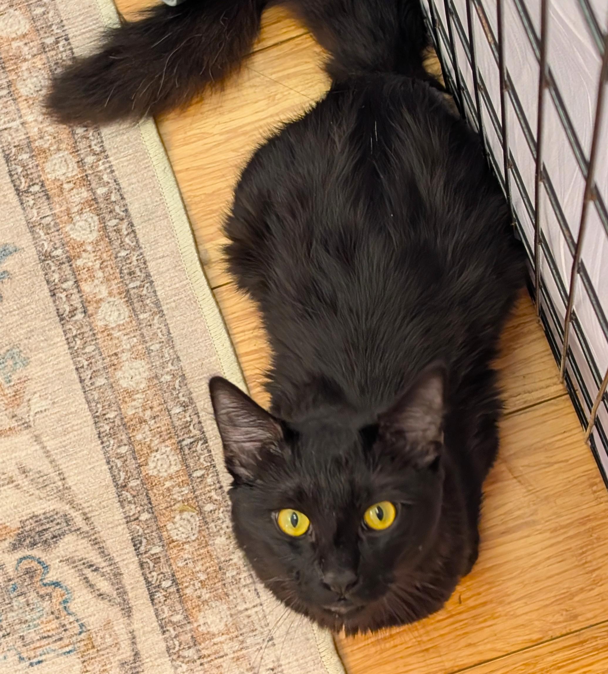 Binks, a Adoptable Domestic Medium Hair in San Diego, CA image 4/4