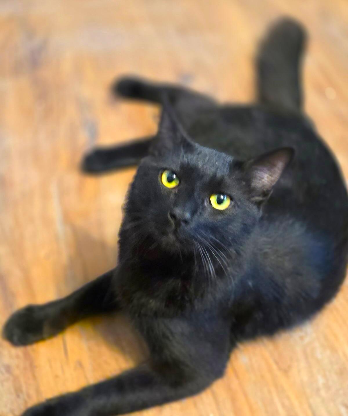 Binks, a Adoptable Domestic Medium Hair in San Diego, CA image 1/4
