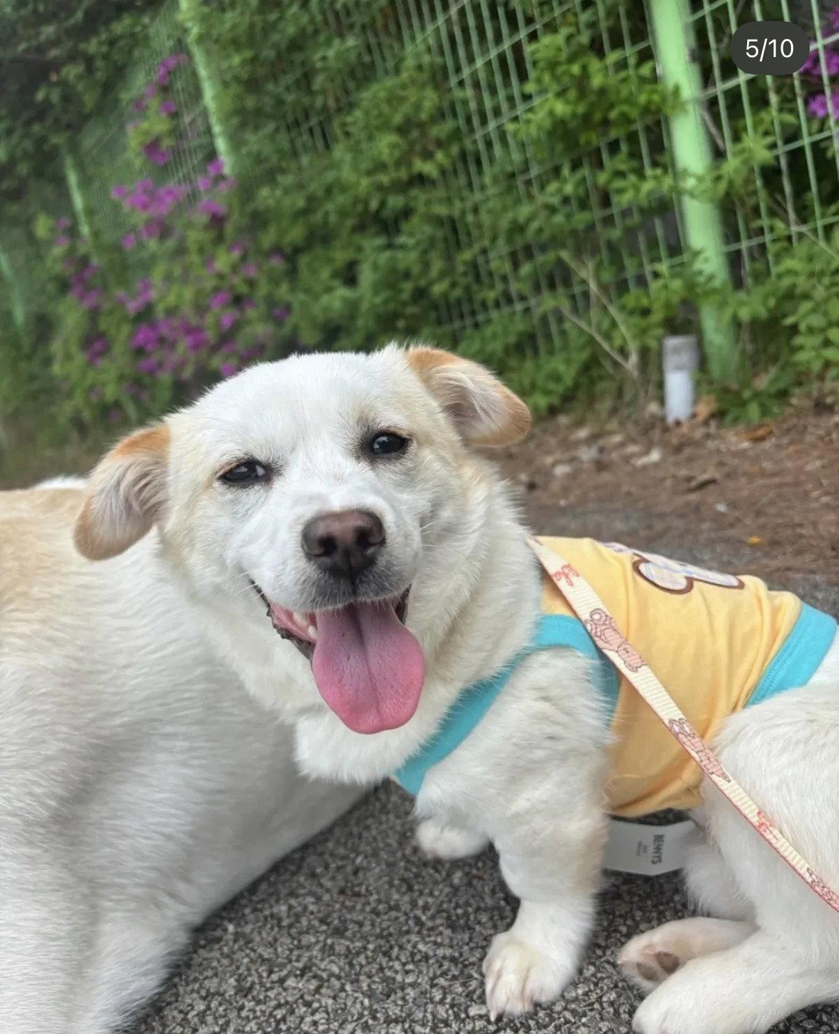 RI-CHEU, Adoptable, Puppy Female Corgi & Chihuahua.
