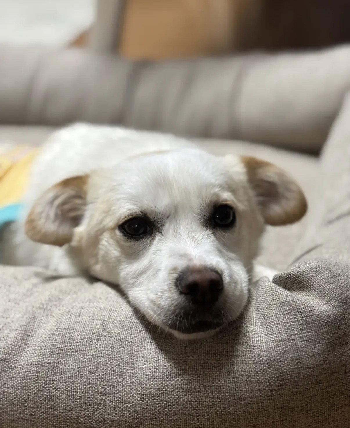 Enlarge RI-CHEU, a Adoptable mixed breed in Agoura Hills, CA image 2/2