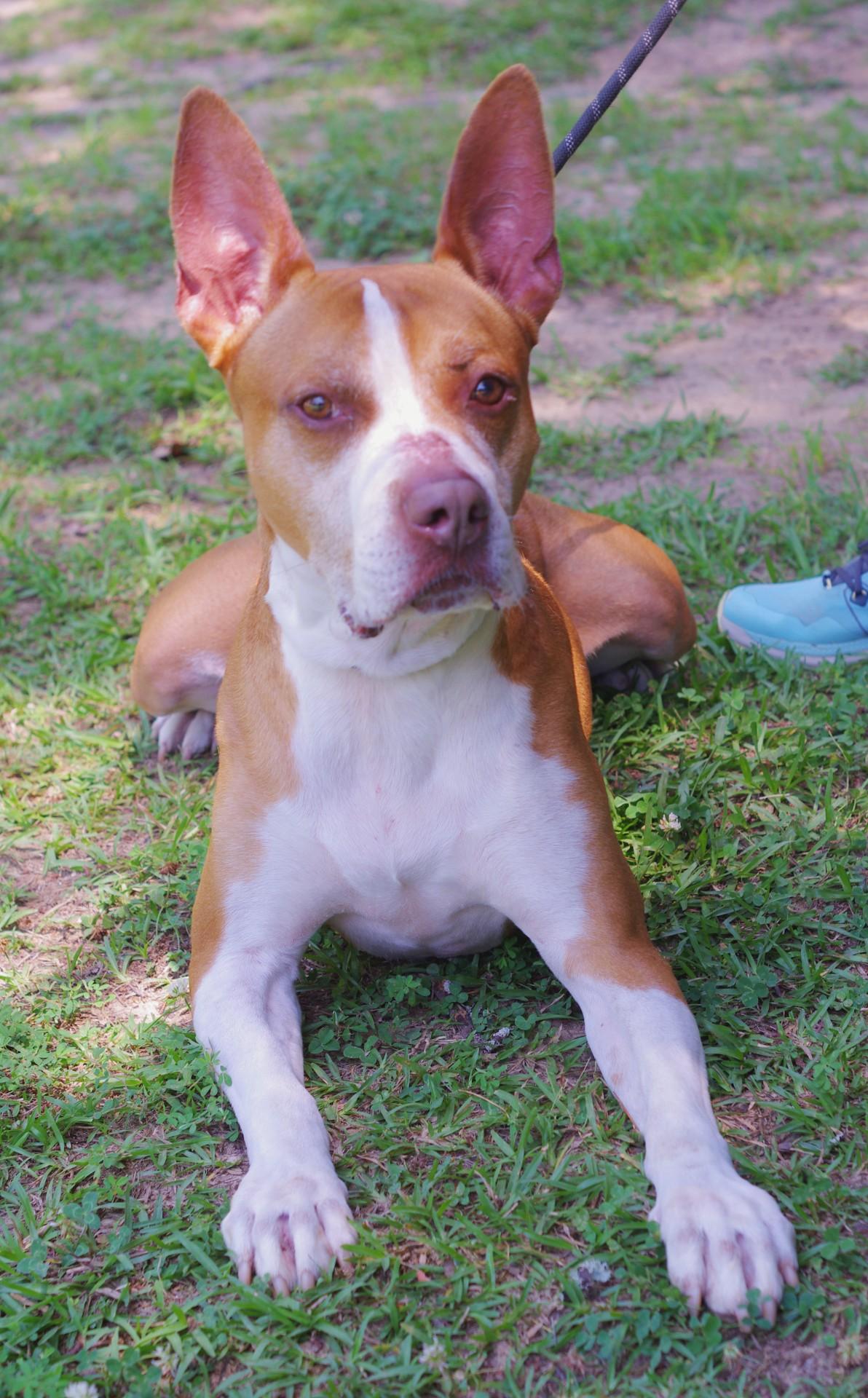 Angus, a Adoptable mixed breed in Sautee Nacoochee, GA image 1/3