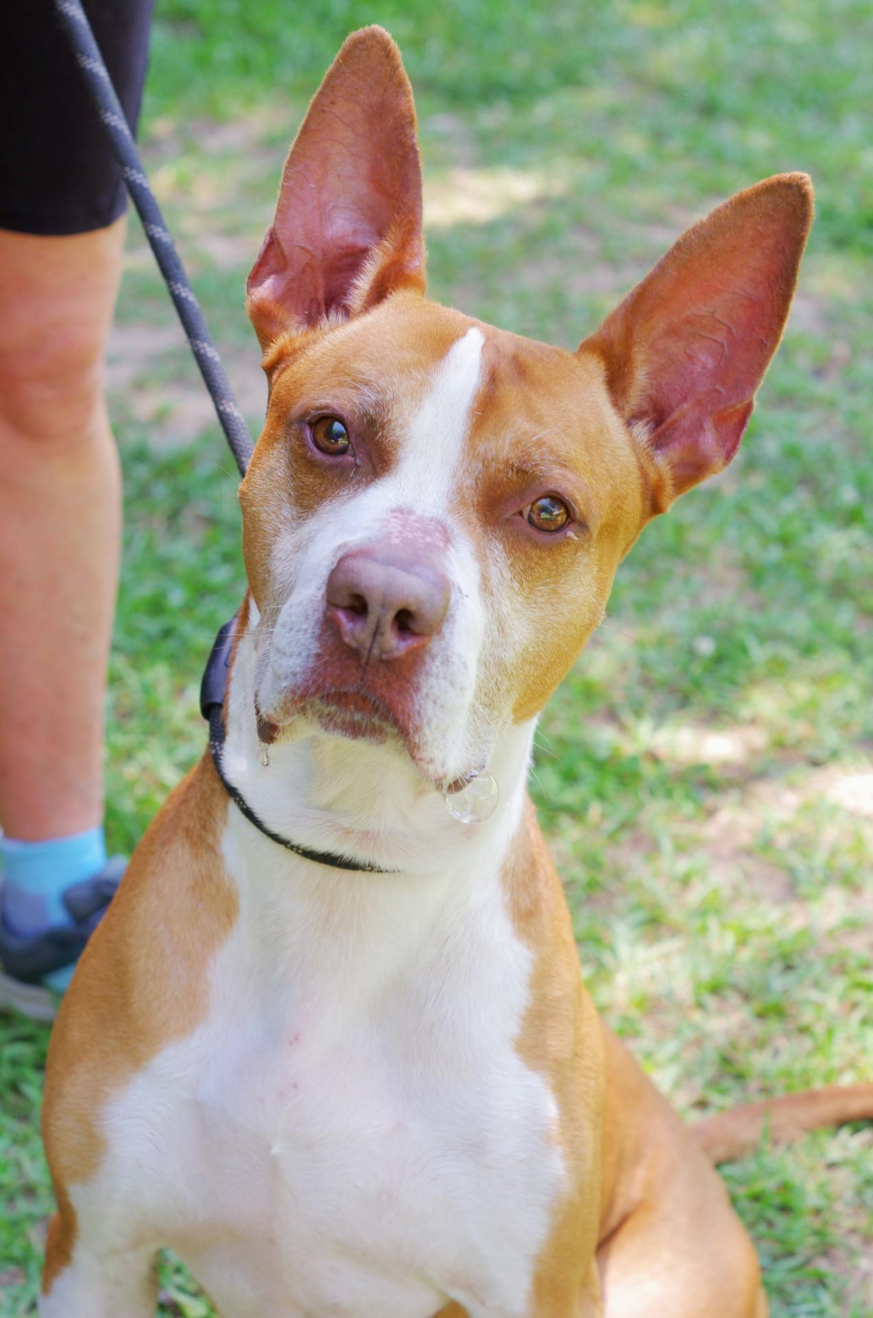 Angus, a Adoptable mixed breed in Sautee Nacoochee, GA image 2/3