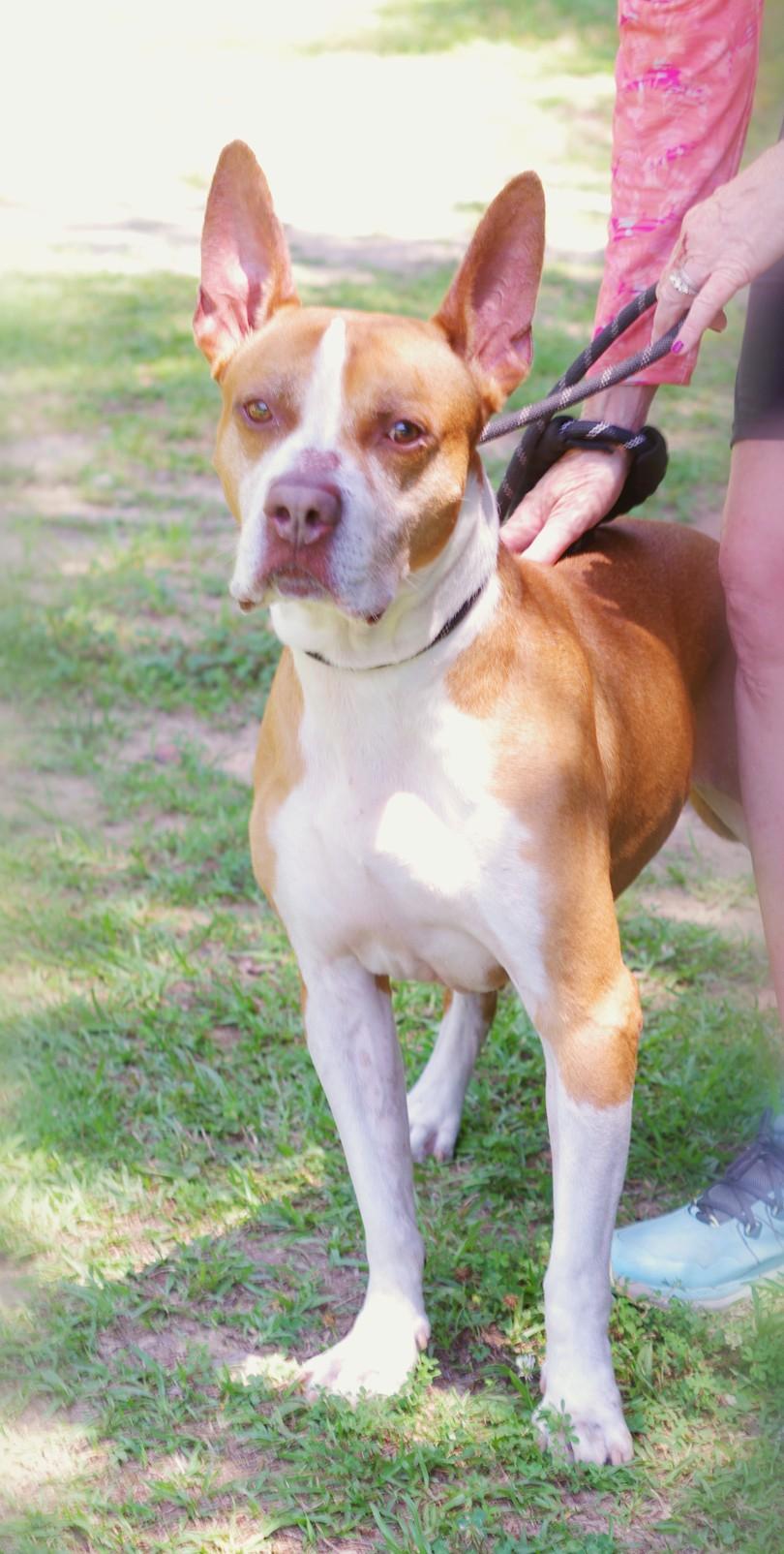 Angus, a Adoptable mixed breed in Sautee Nacoochee, GA image 3/3