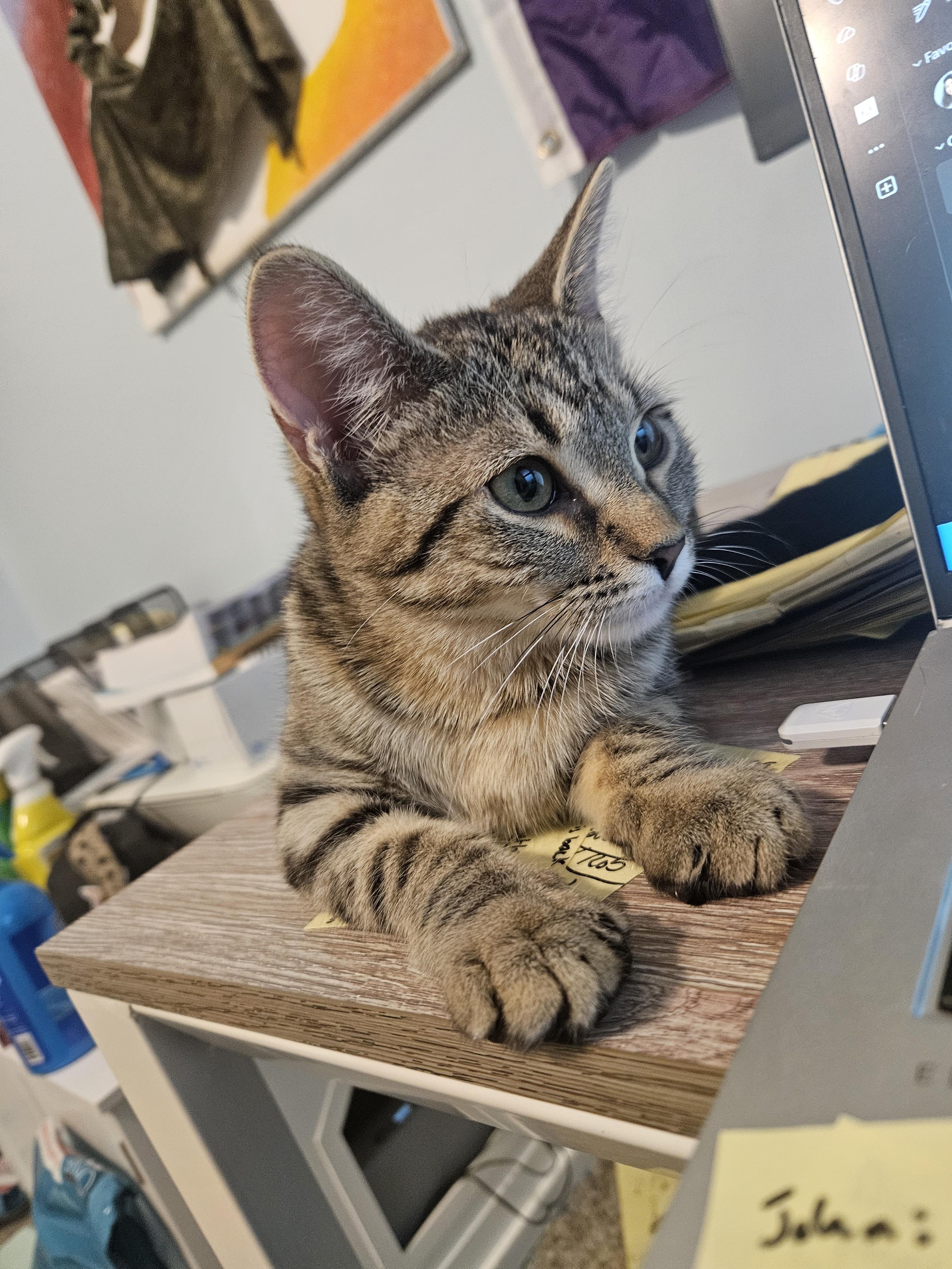 Enlarge Laverne, a ADOPTABLE Domestic Short Hair in Columbus, OH image 6/6