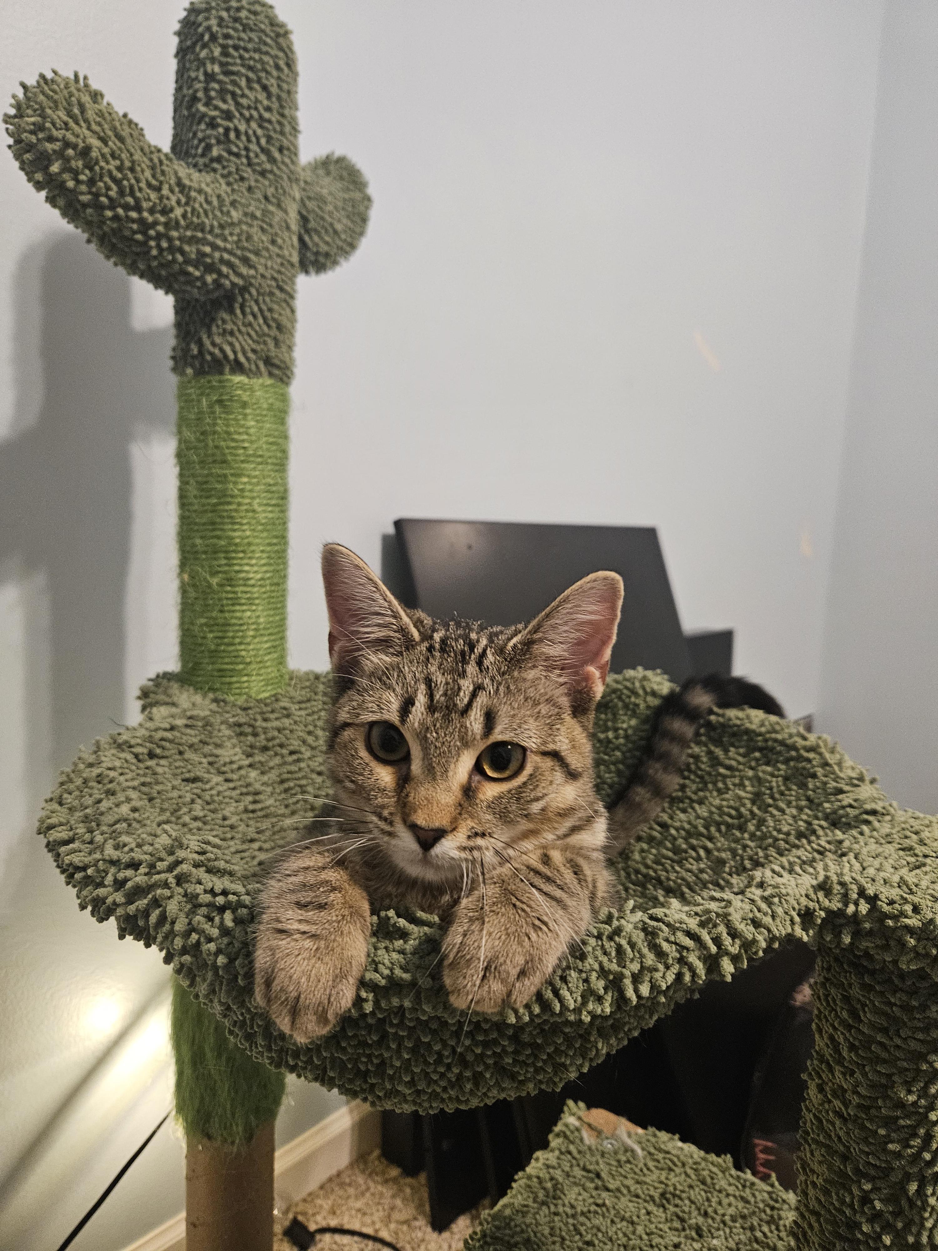 Enlarge Laverne, a ADOPTABLE Domestic Short Hair in Columbus, OH image 2/6