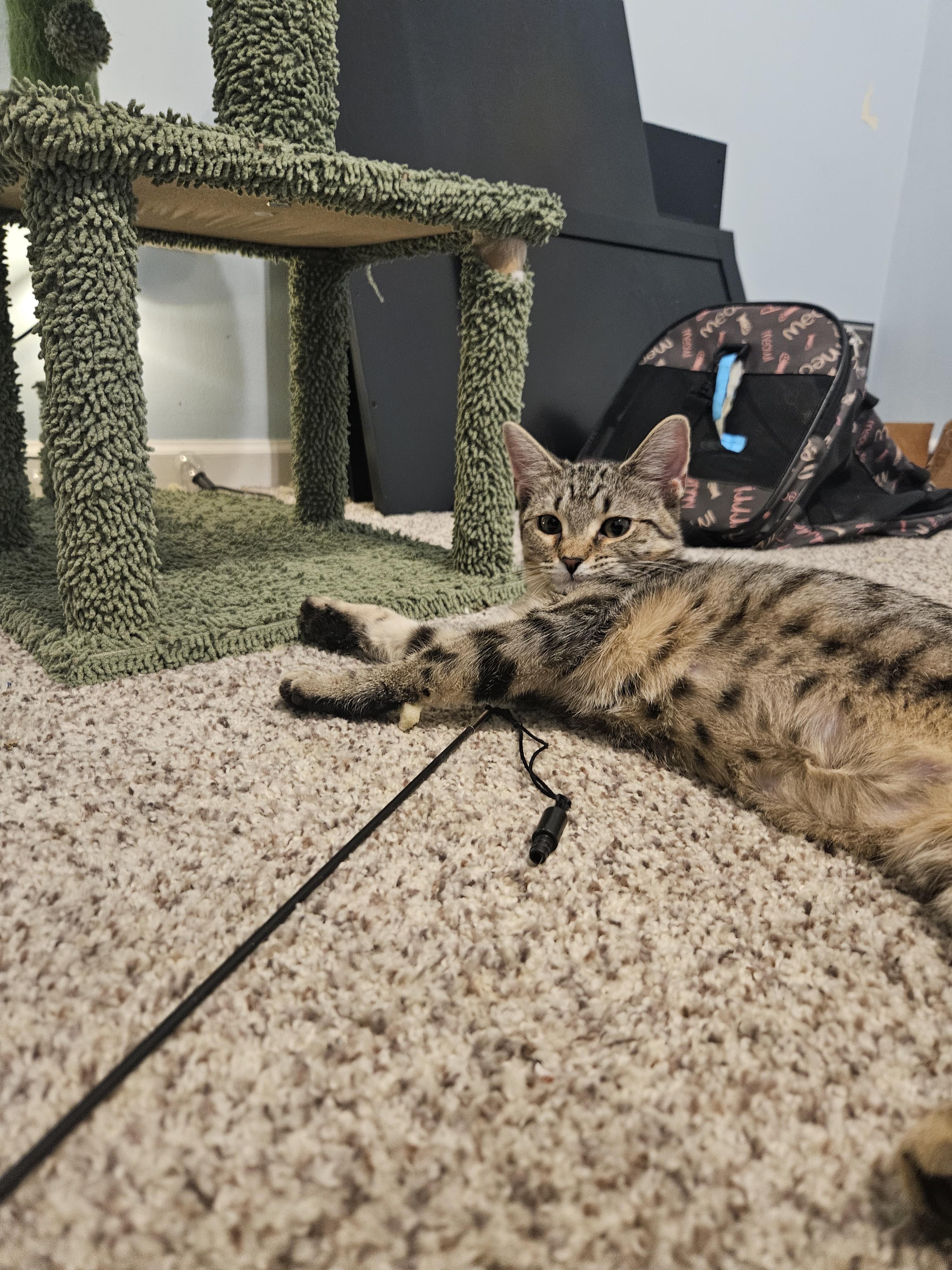 Enlarge Laverne, a ADOPTABLE Domestic Short Hair in Columbus, OH image 5/6