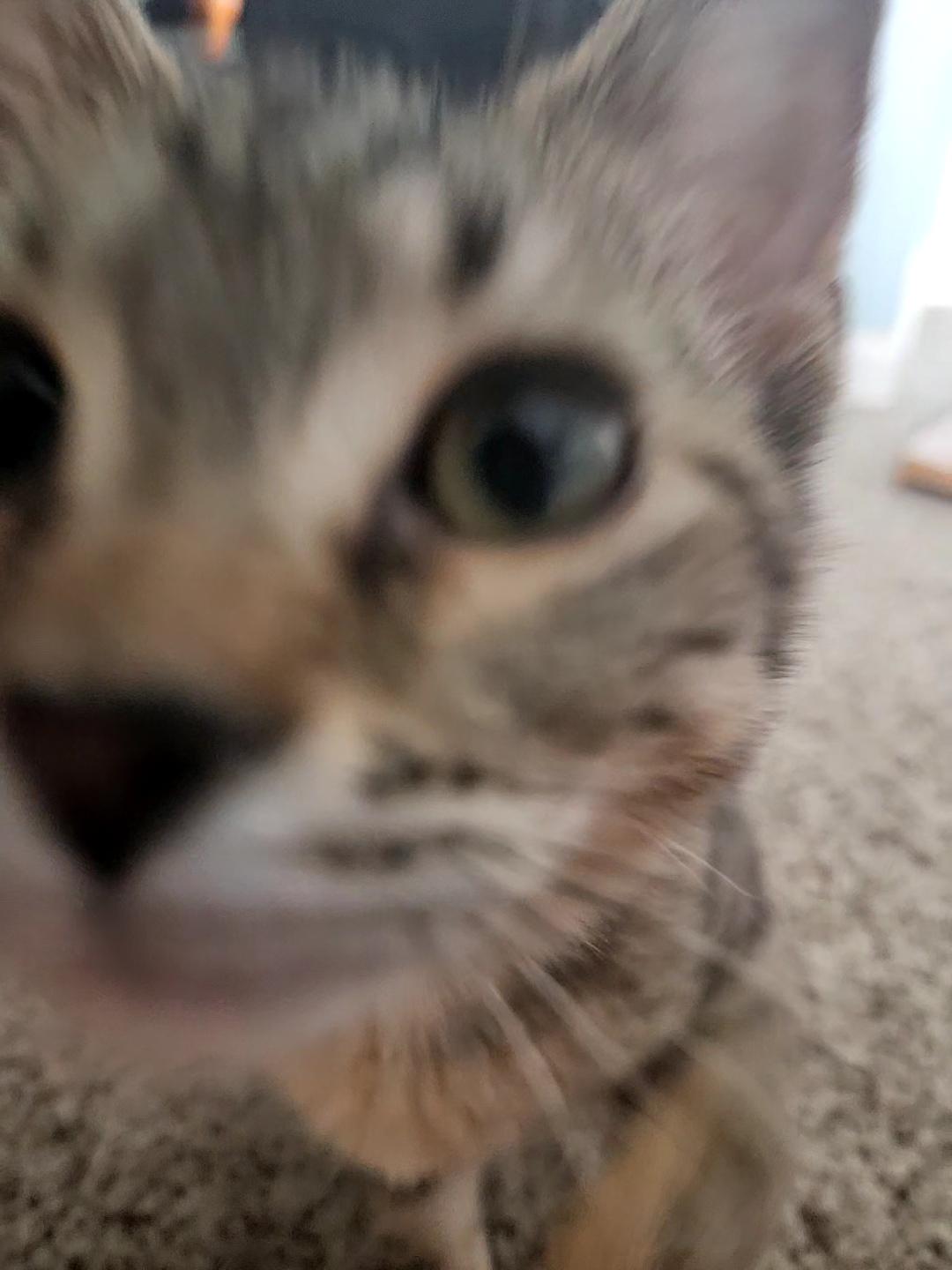 Laverne, ADOPTABLE, Kitten Female Domestic Short Hair.