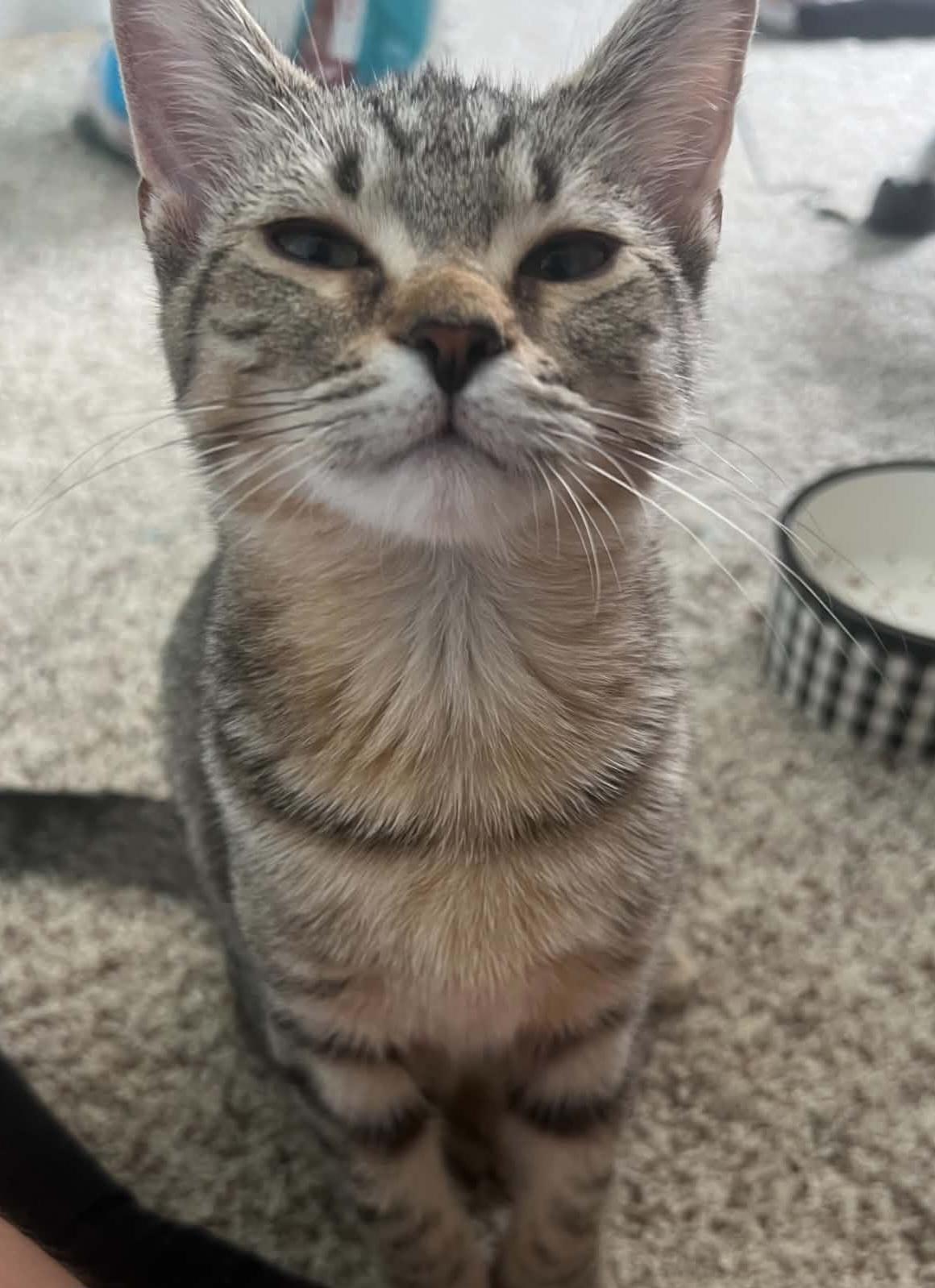 Enlarge Laverne, a ADOPTABLE Domestic Short Hair in Columbus, OH image 4/6